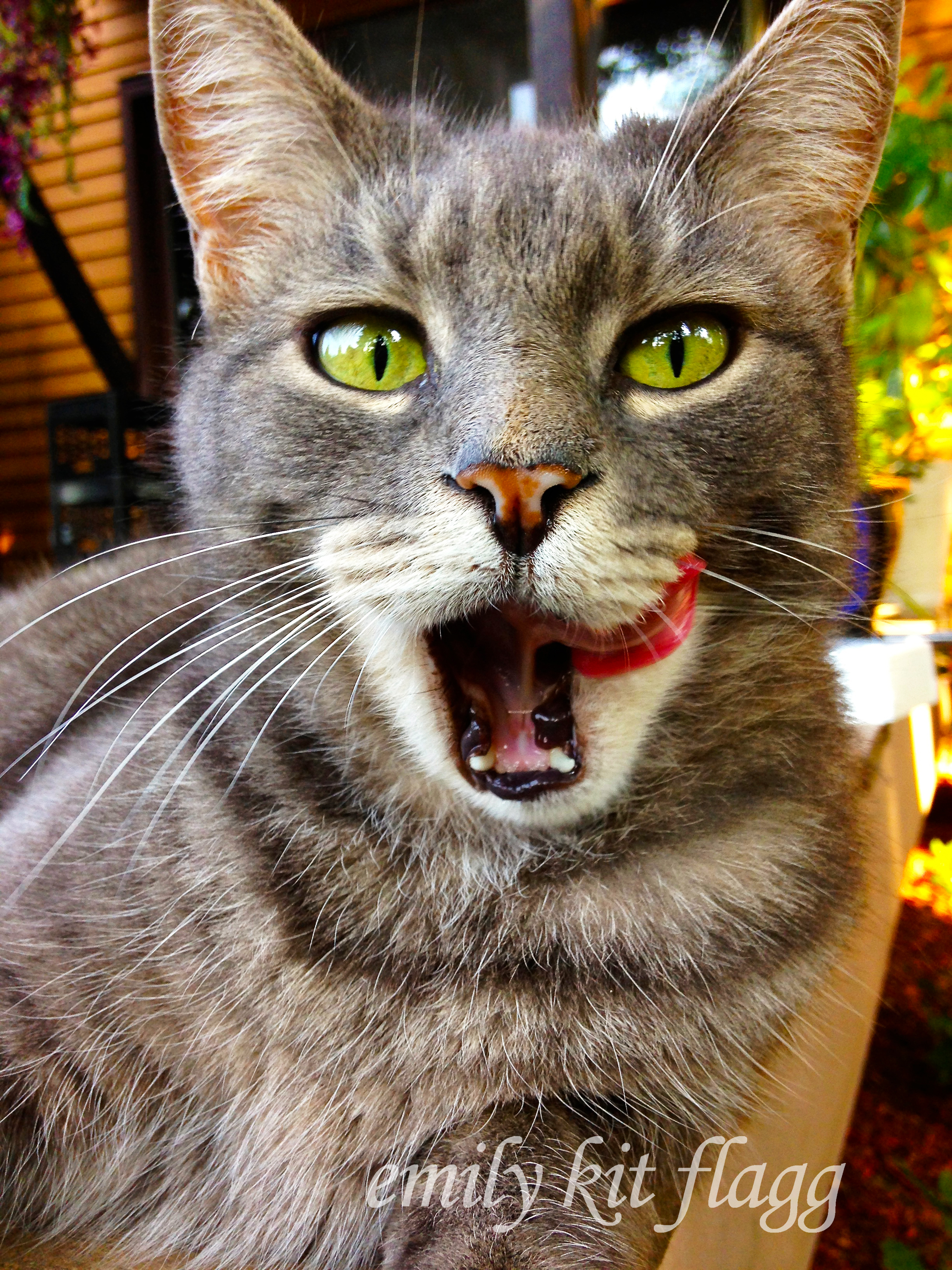 cat.jpg