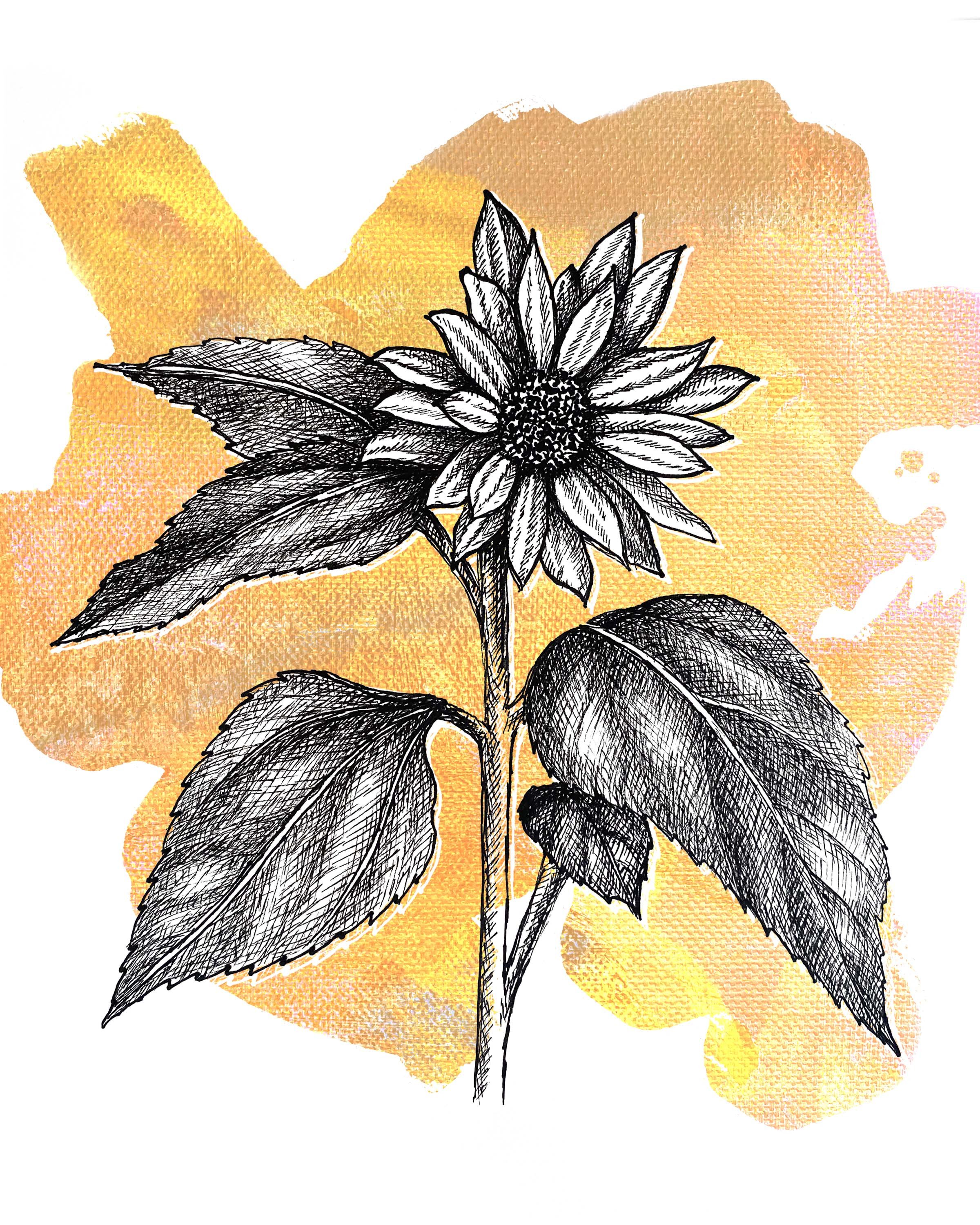 Sunflower 8x10.jpg