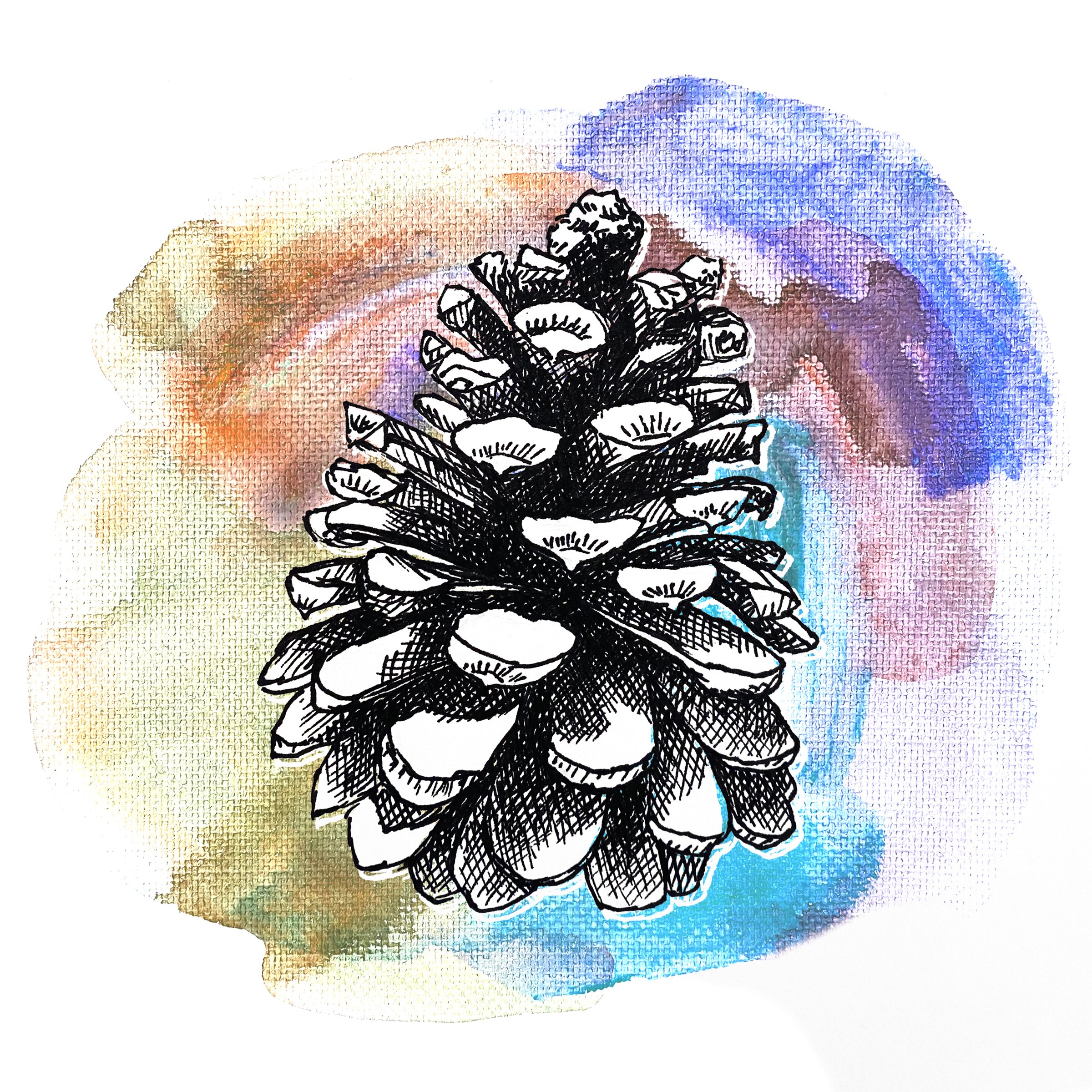 Single Pinecone 8x8.jpeg