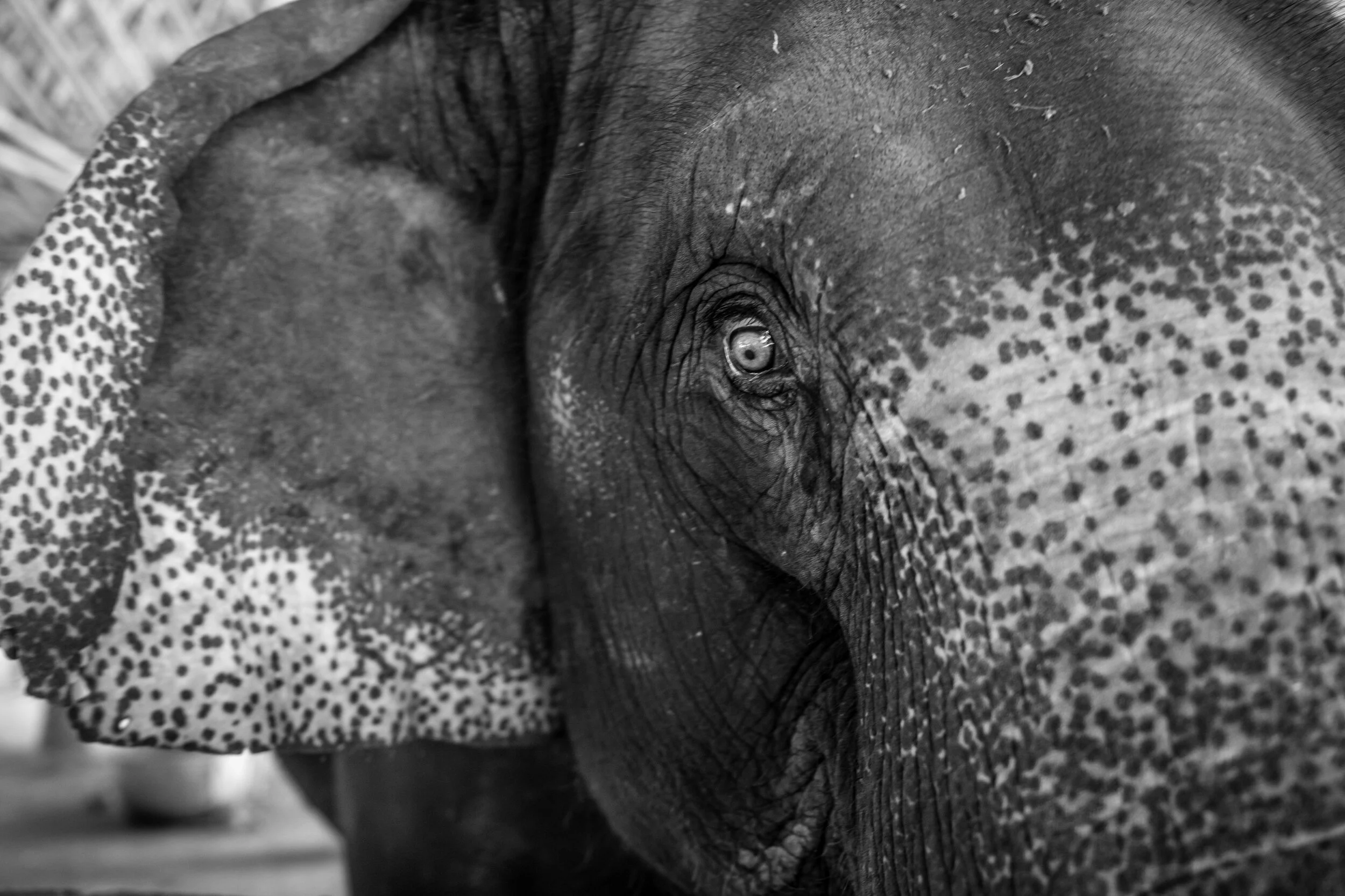 WHAT WE CAN DO IN OUR OWN BACKYARD TO END THE SENSELESS SLAUGHTER