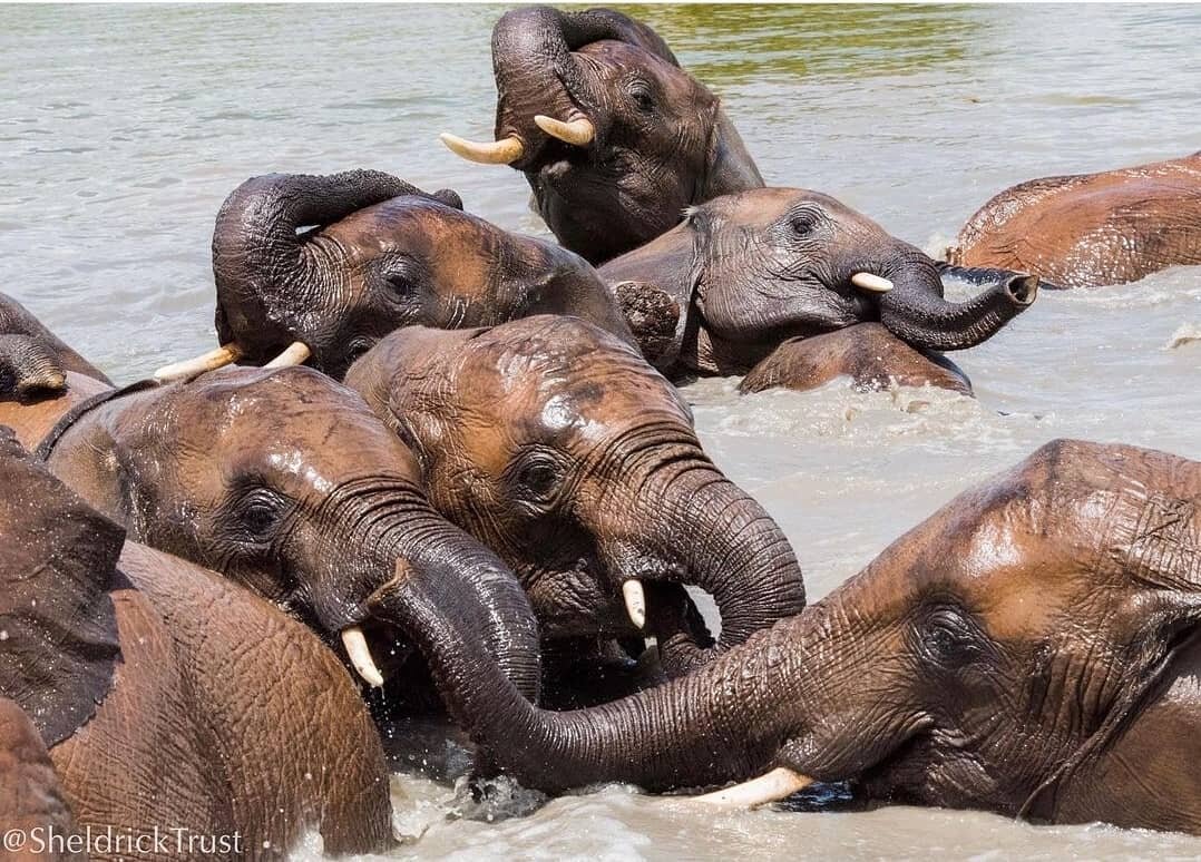 What amazing work the @sheldricktrust does to protect and support these amazing animals! #elephant #sheldrickwildlifetrust