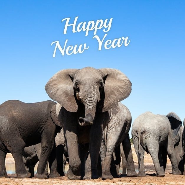 Like at the beginning of every new year, unless you are Nostradamus, what lies ahead is unknown. 2021 will undoubtedly be filled with unknowns. But here at The Elephant Project, we believe that this New Year brings with it hope that has not been seen