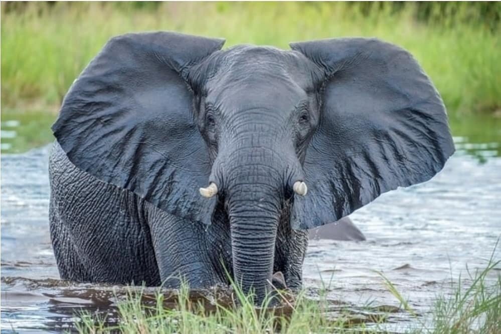 We must all open our ears and listen to what the earth is telling us - act before it is too late. Save our planet and the amazing animals that we share it with. #elephants #savetheplanet