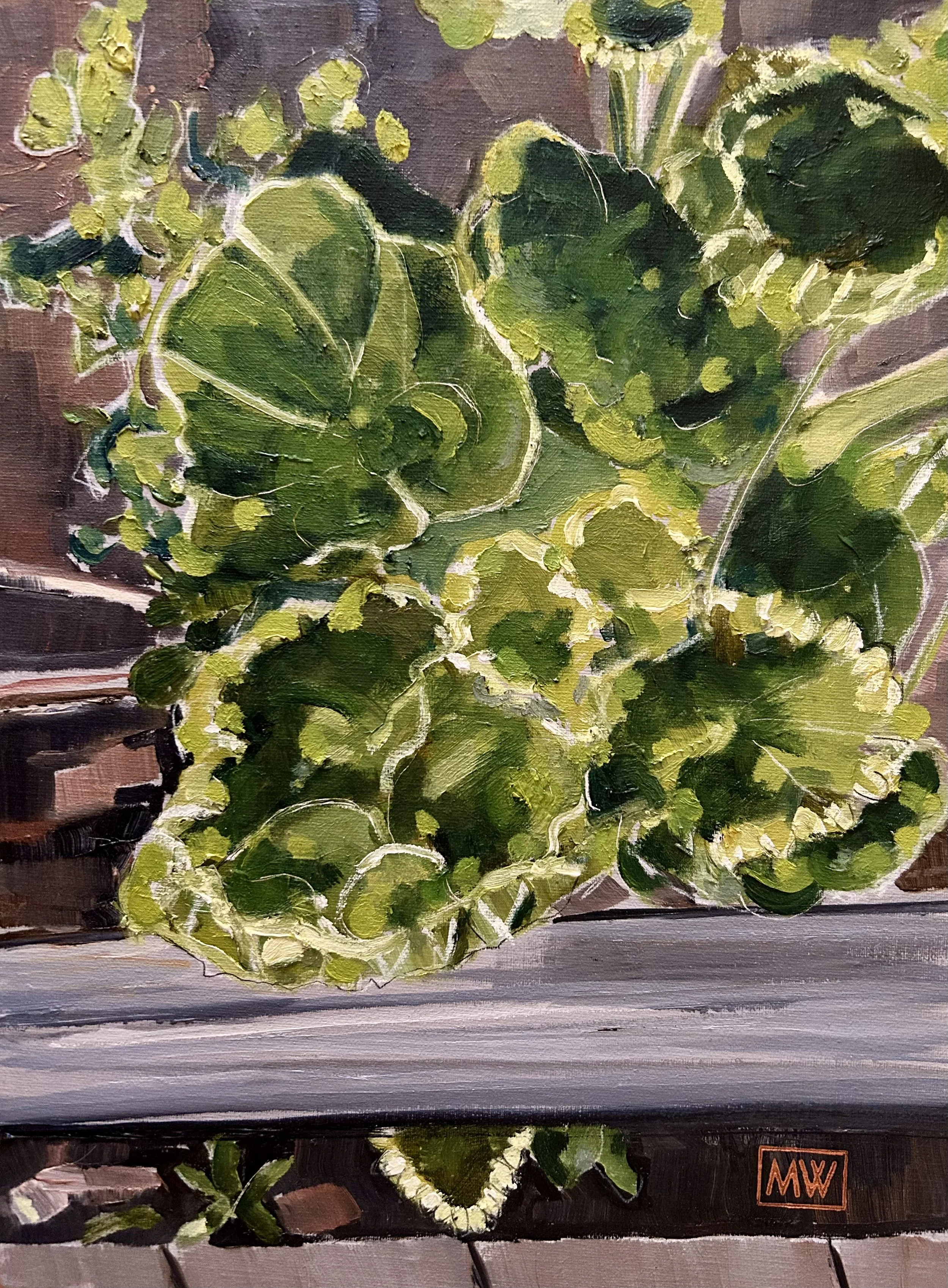 Hooded-leaf Pelargonium.JPG
