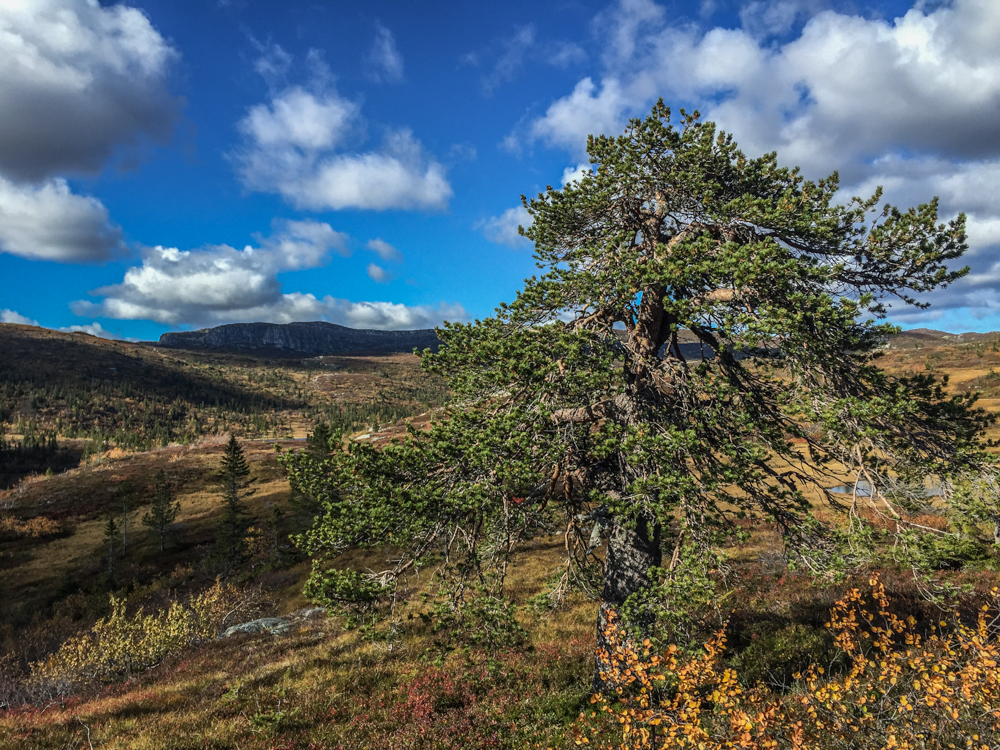 Her er det enkelt terreng å gå i utenfor stiene. I åsen du skimter i bakgrunnen venter derimot en jungel av fjellbjørk.