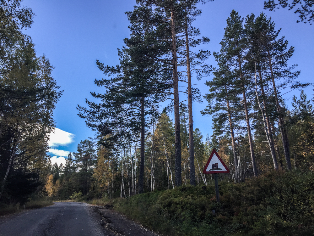 Er det bjørn her? Dette skiltet på vei opp til Butjønn varsler om villdyr.