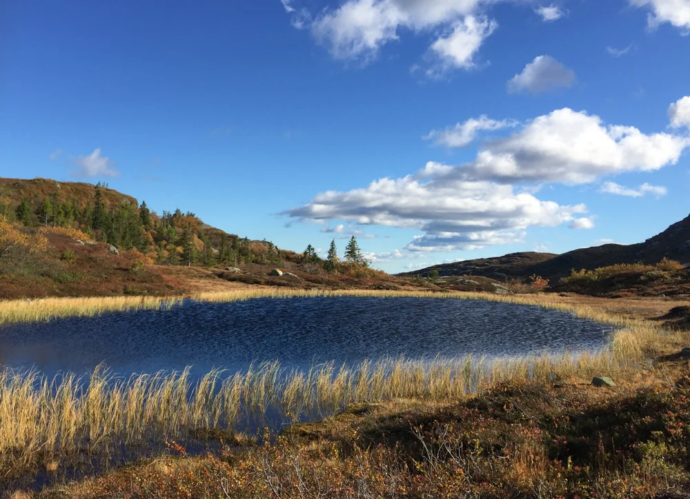 Vinden flørter med stråene.