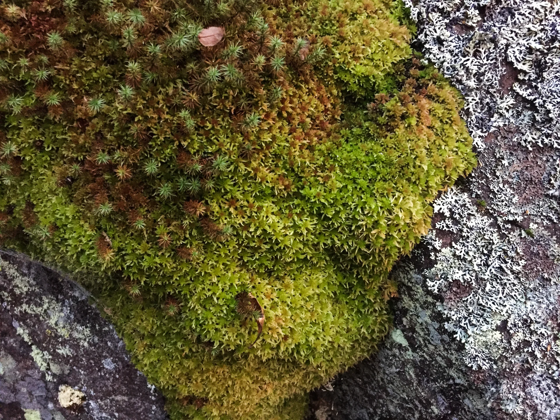 Naturens kunstverk er overalt.