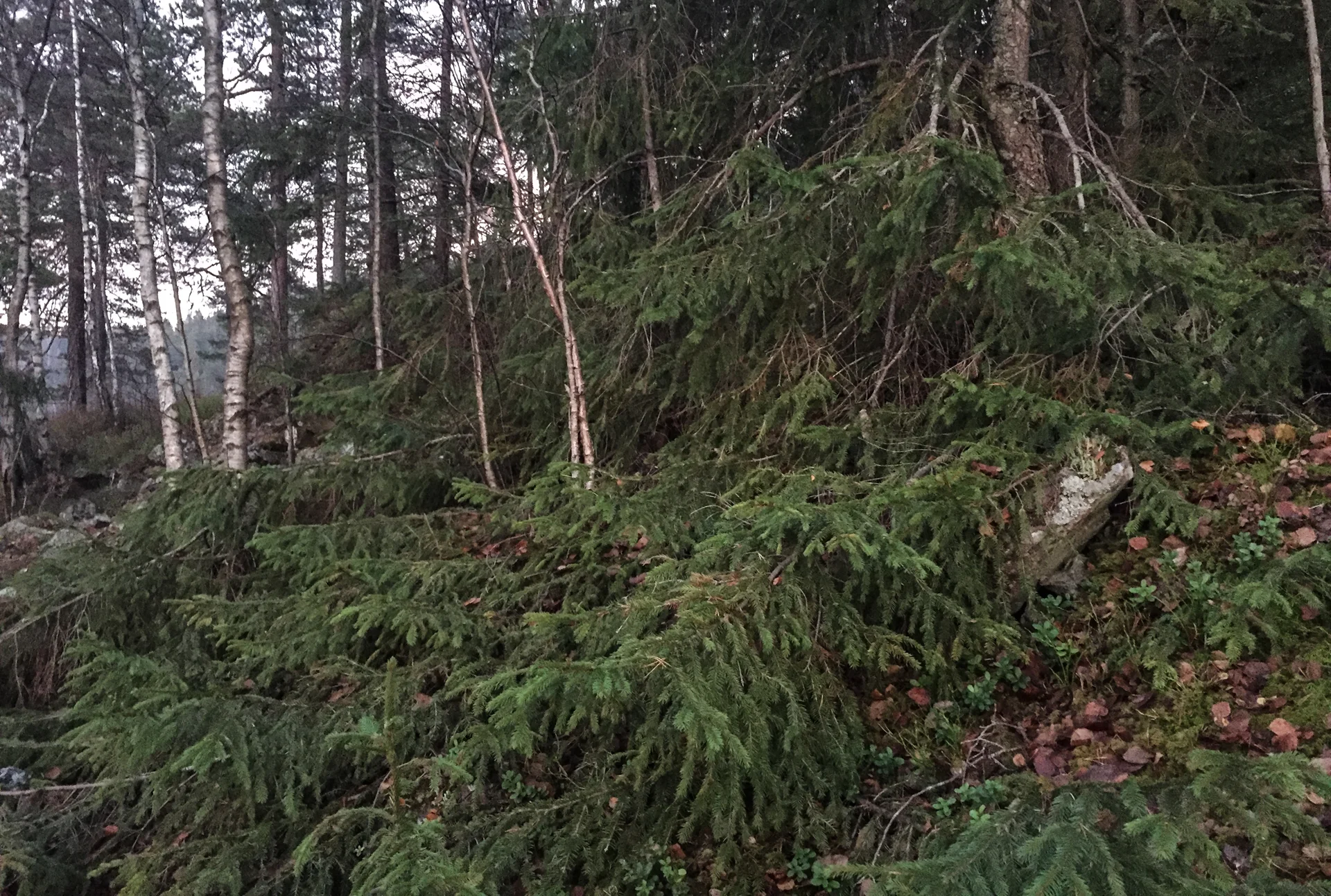 Ikke fullt så tilrettelagt for ferdsel her. Det rare er at greinene vokser rett opp av bakken.