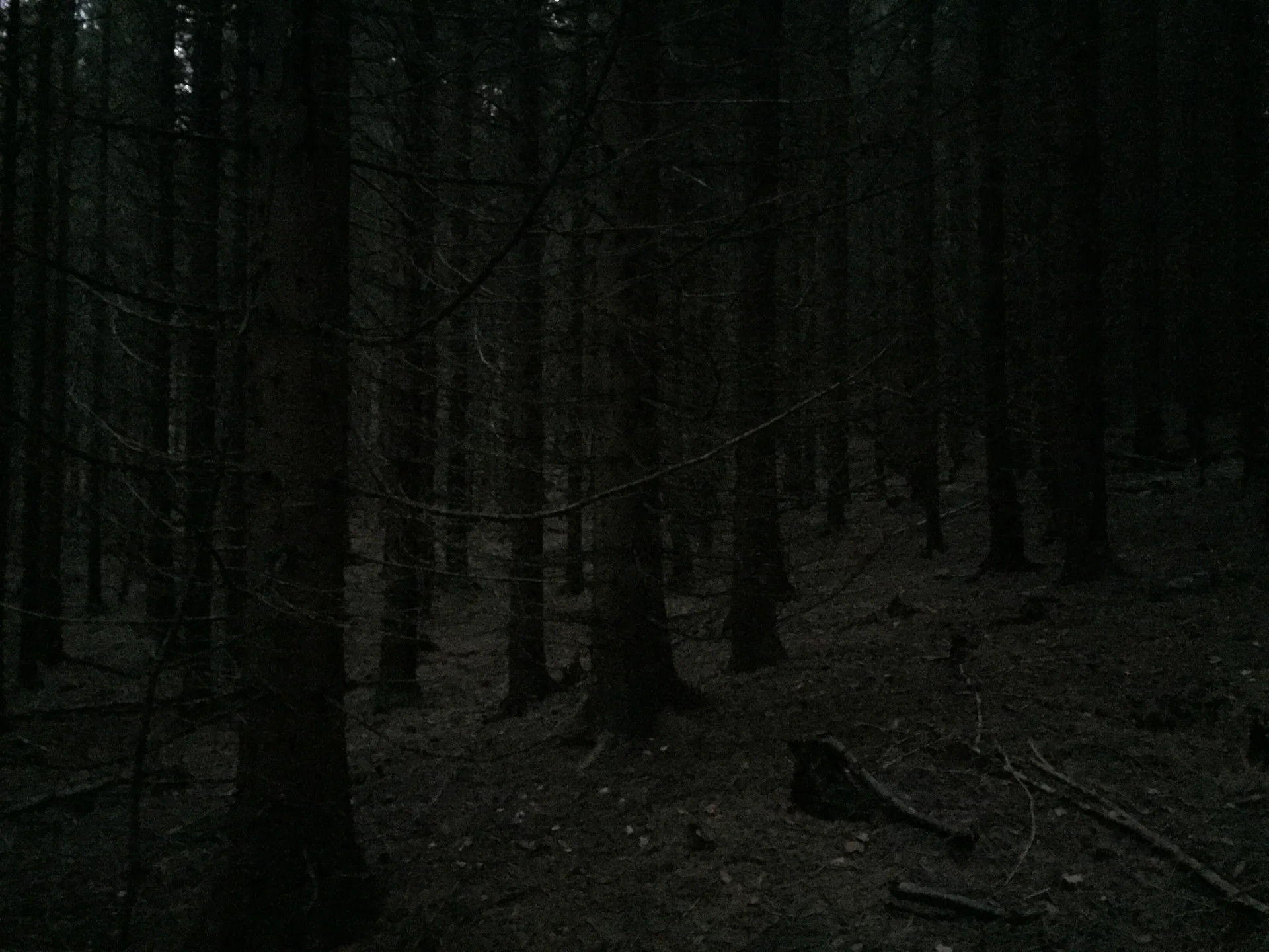 Den mørke skogen.