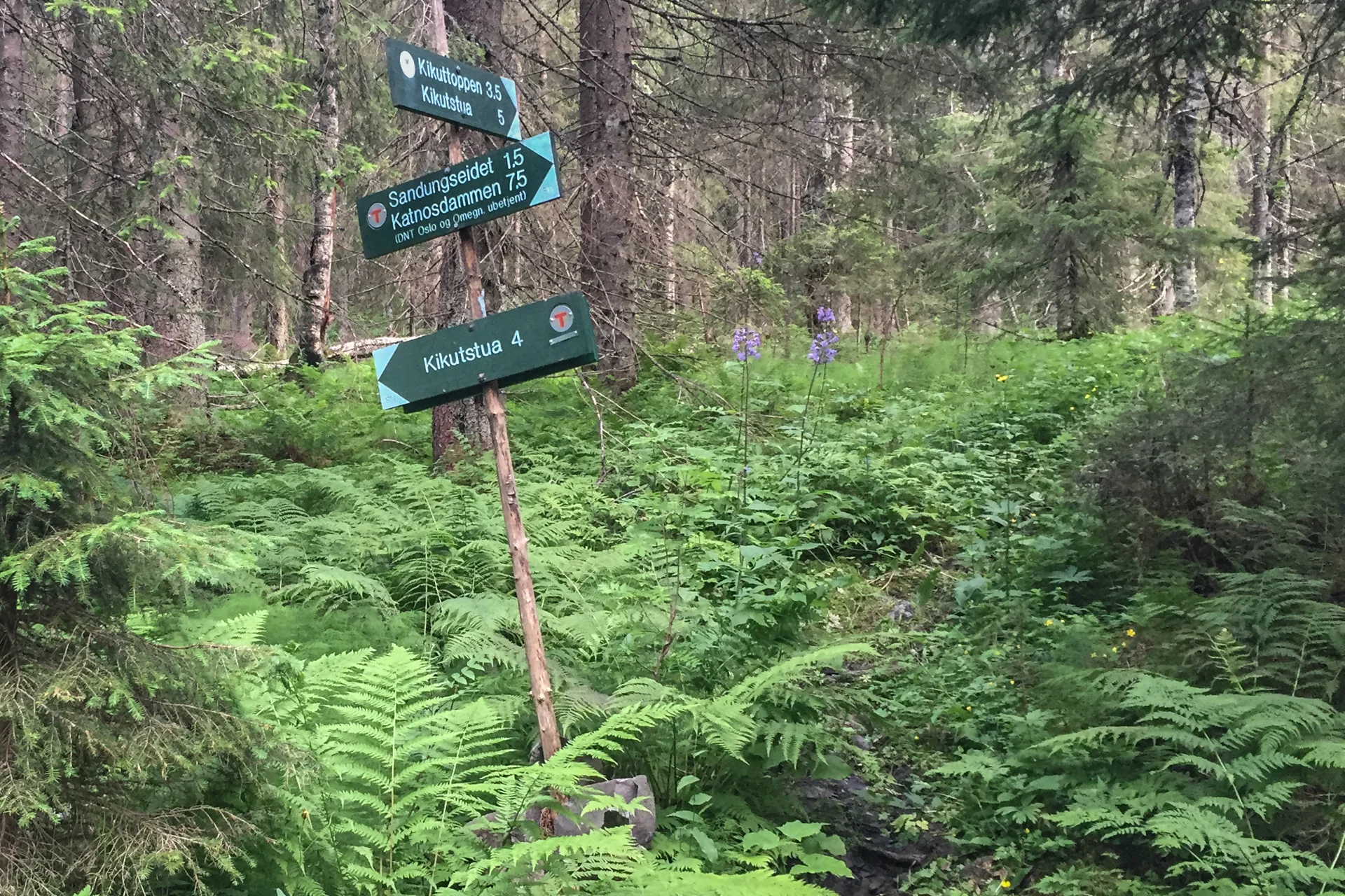 Dette krysset gir to muligheter til Kikutstua. Jeg starter på den korteste ruta, men den er veldig våt og myrete. Jeg stopper og søker opp hytta på nettet. Serveringen er stengt for dagen, og de tar kun mynt i selvbetjeningen. Jeg snur tilbake hit og setter kurset opp mot Kikuttoppen. Det er jo også der NUC 54 ruta går. 