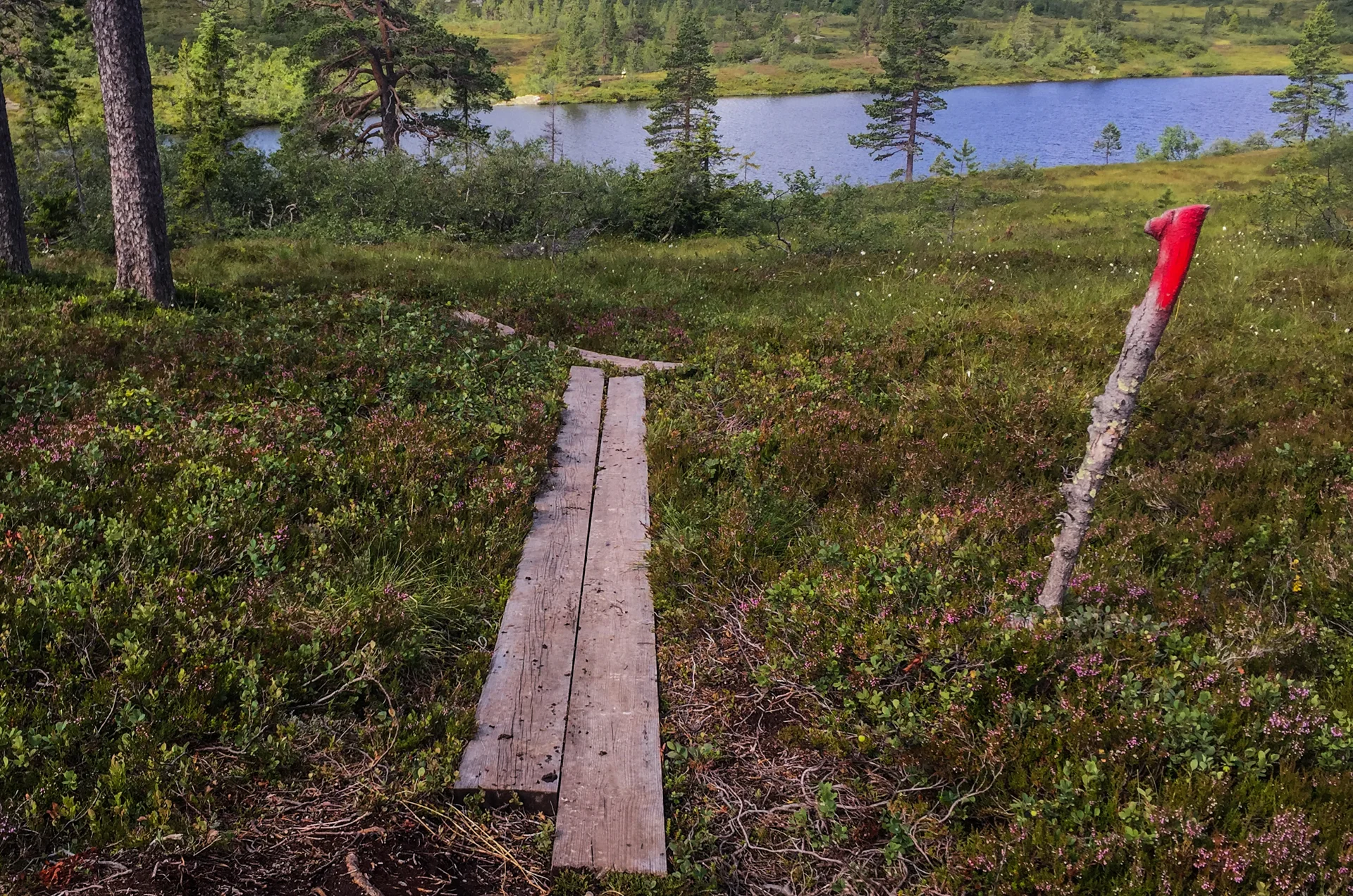 For første gang i løpet kommer jeg ut på t-merket sti. Den leder til Eriksbu. Tenk at noen har lagt ut planker for at jeg ikke skal bli våt! For en luksus. Nå venter 13 km oppover til Bletoppen. Dette blir for meg den hardeste delen av løpet. 