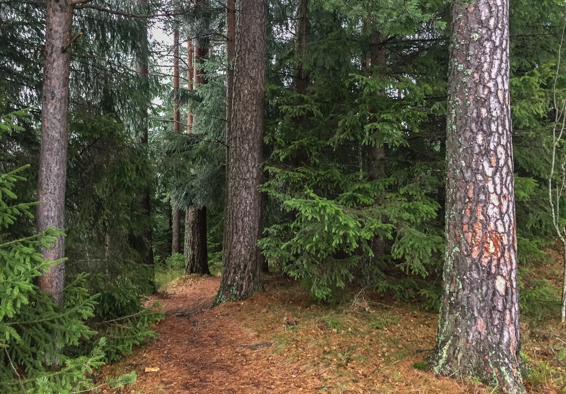 Ti meter fra skibakken er denne inngangen til en gøyal isfri sti ned mot Trollvann.