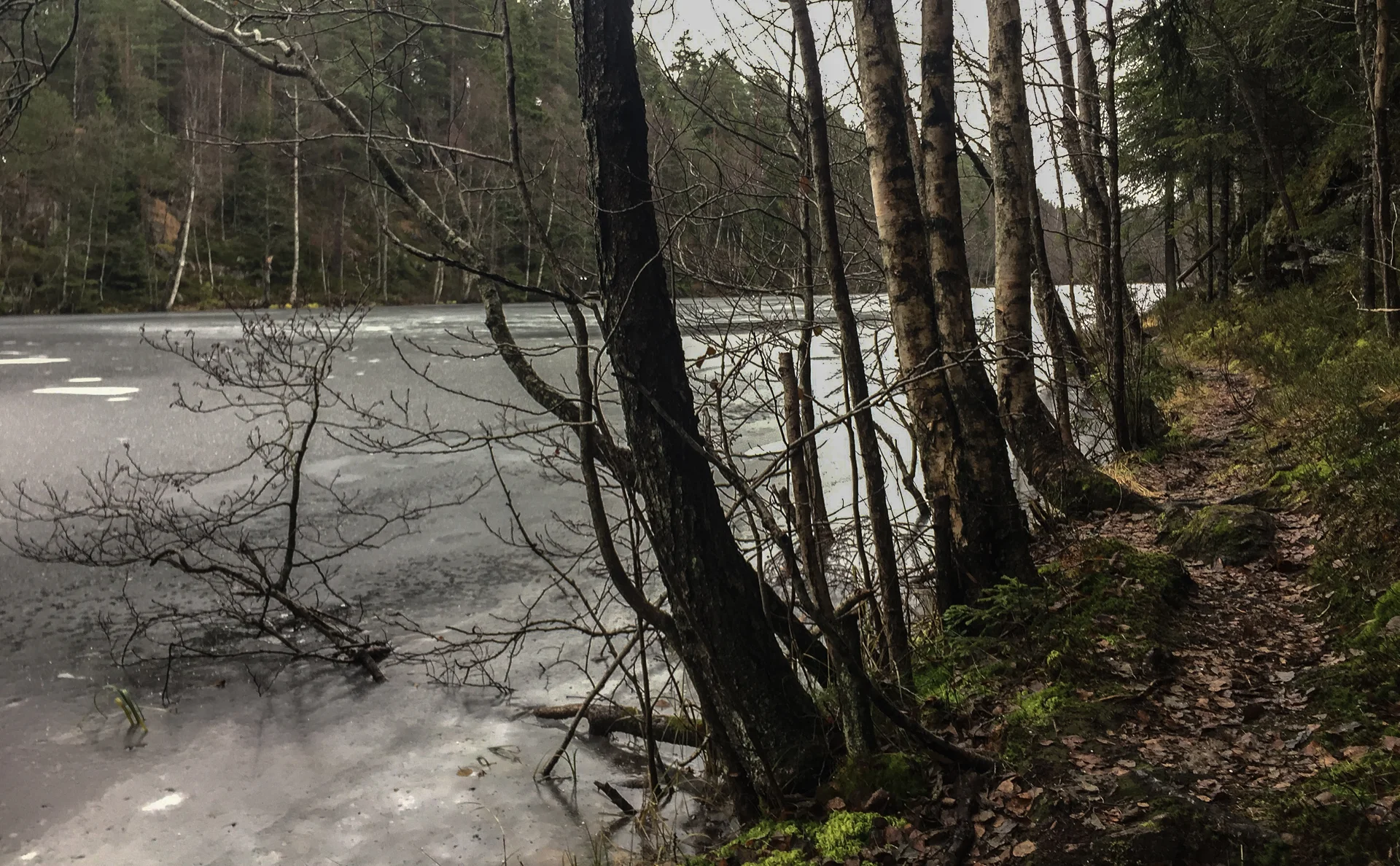 Isen er ikke trygg. Denne greina prøver seg likevel på en tur på Langevann. Se den fine stien som går her!