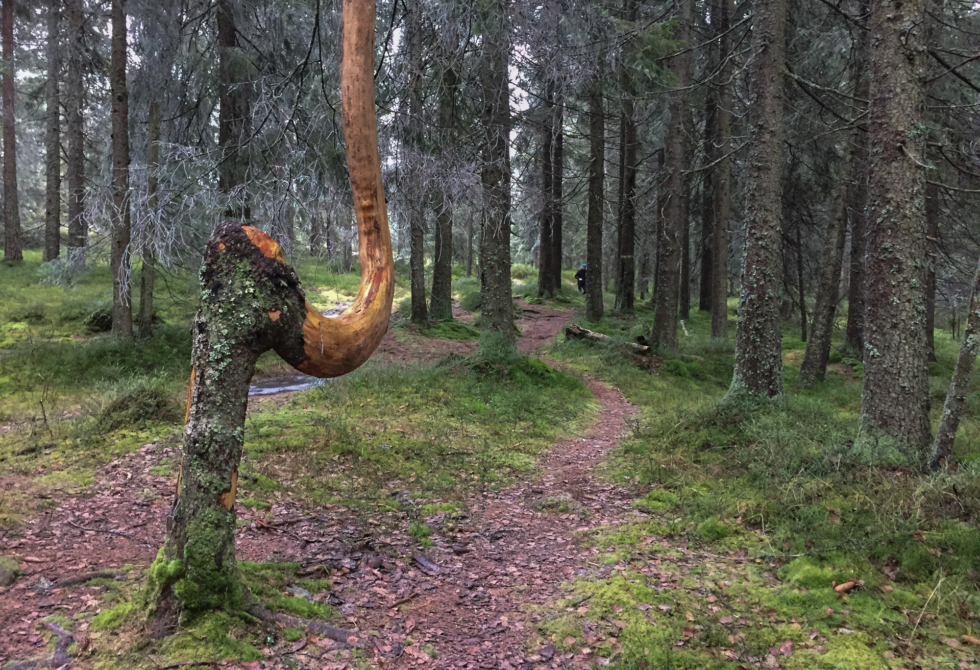 Trær kommer i så mange varianter. Dette treet er utrolig rart. Mannen i bakgrunnen har jeg nylig passert. Det skal vise seg at han er kjappere enn jeg trodde. 