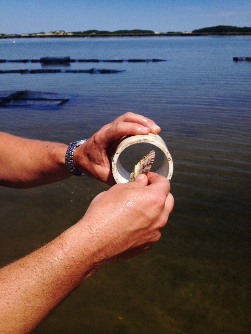  Scott Mullin using PVC as a gauge to measure oysters 