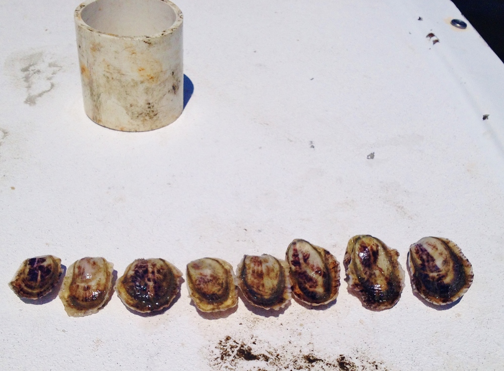  11 month old oysters. &nbsp;While they are all the same age, oysters will grow at different rates from one another. 