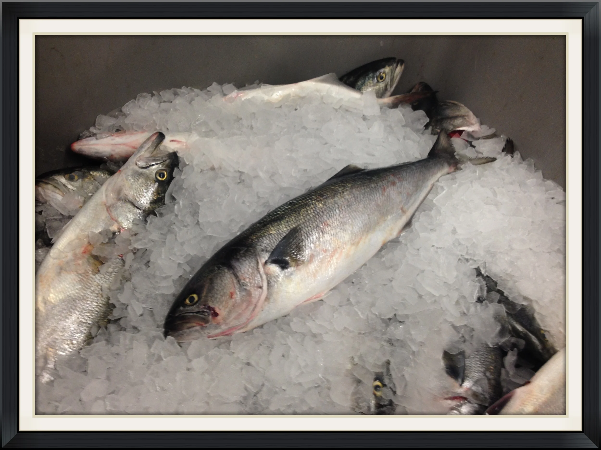 Jared Auerbach-Red's Best, Boston Fish Pier