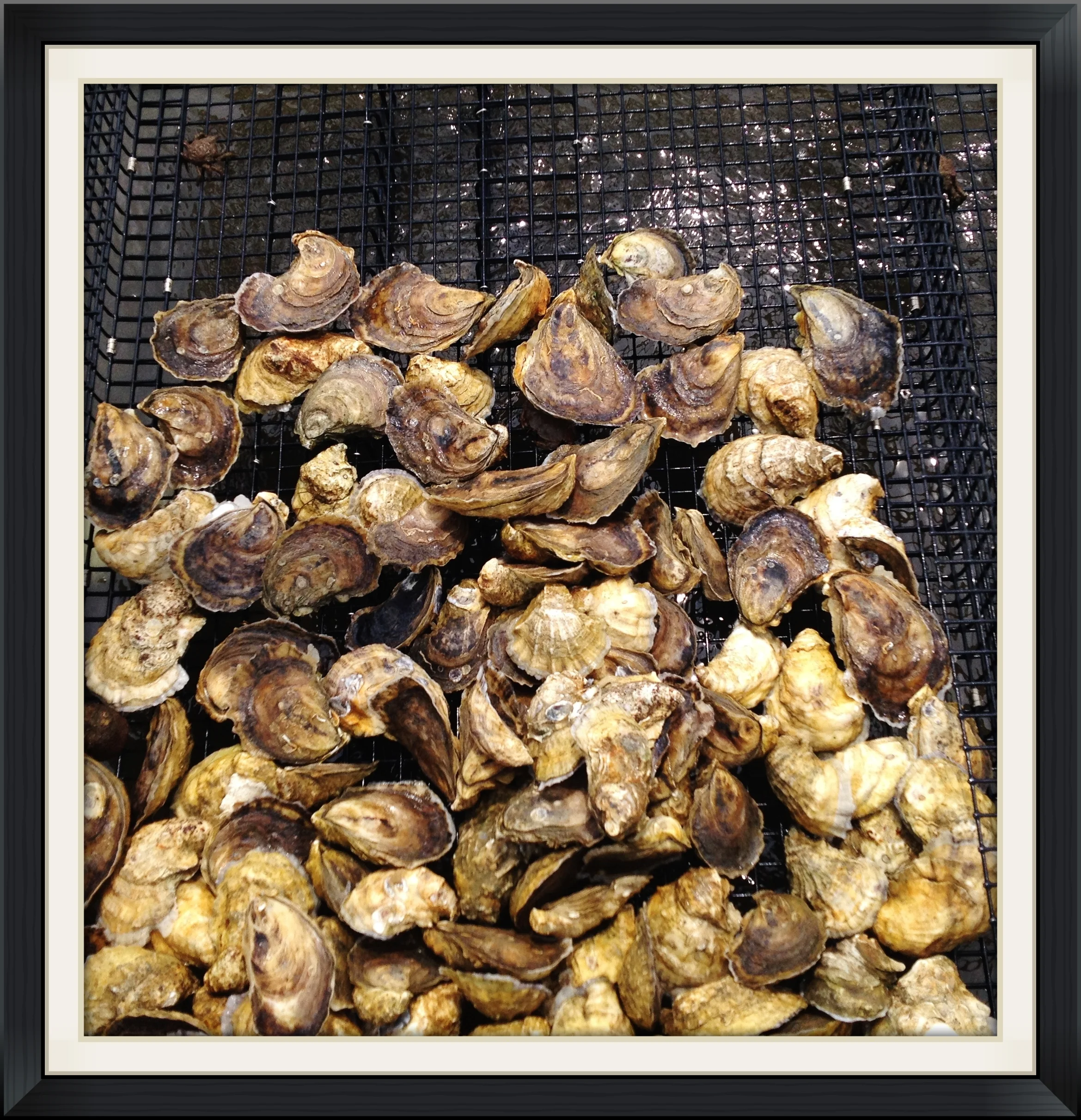Andrew Cummings-Wash-A-Shore Oyster Ranch, Wellfleet