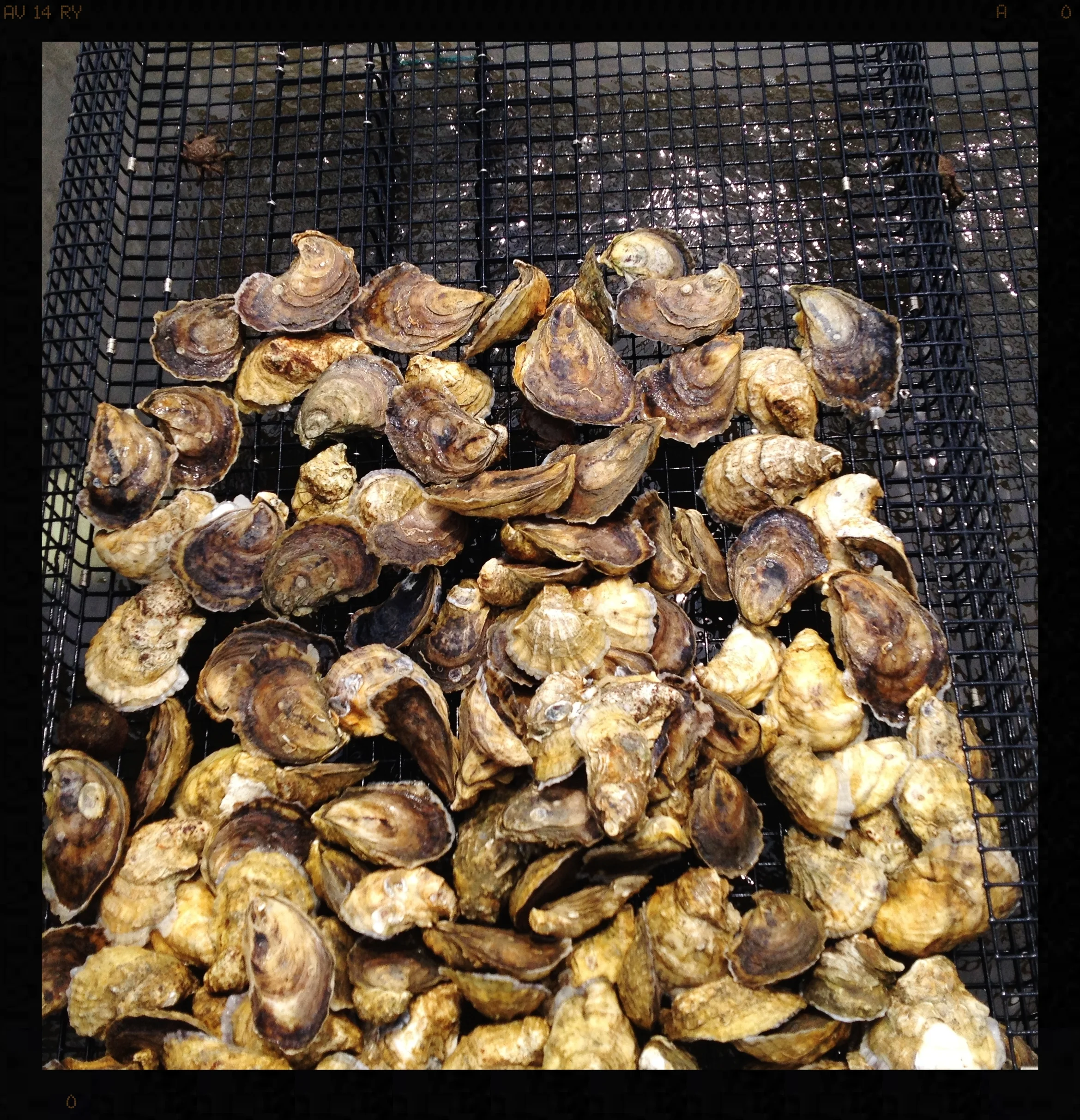 A Lesson on Petites and Pits with Andrew Cummings of Wash-A-Shore Oyster Ranch