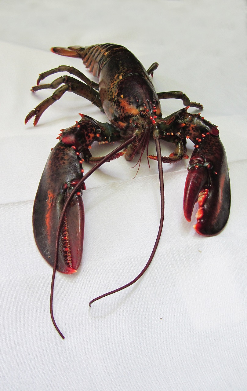 lobster-750841_1280.jpg
