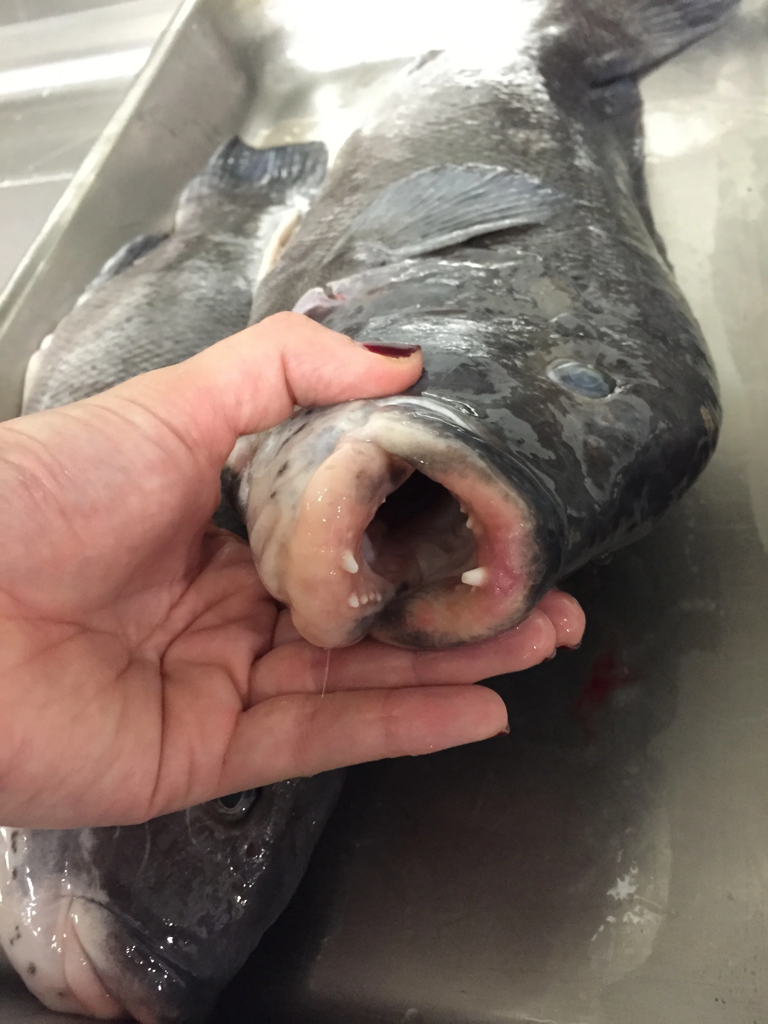 Tautog