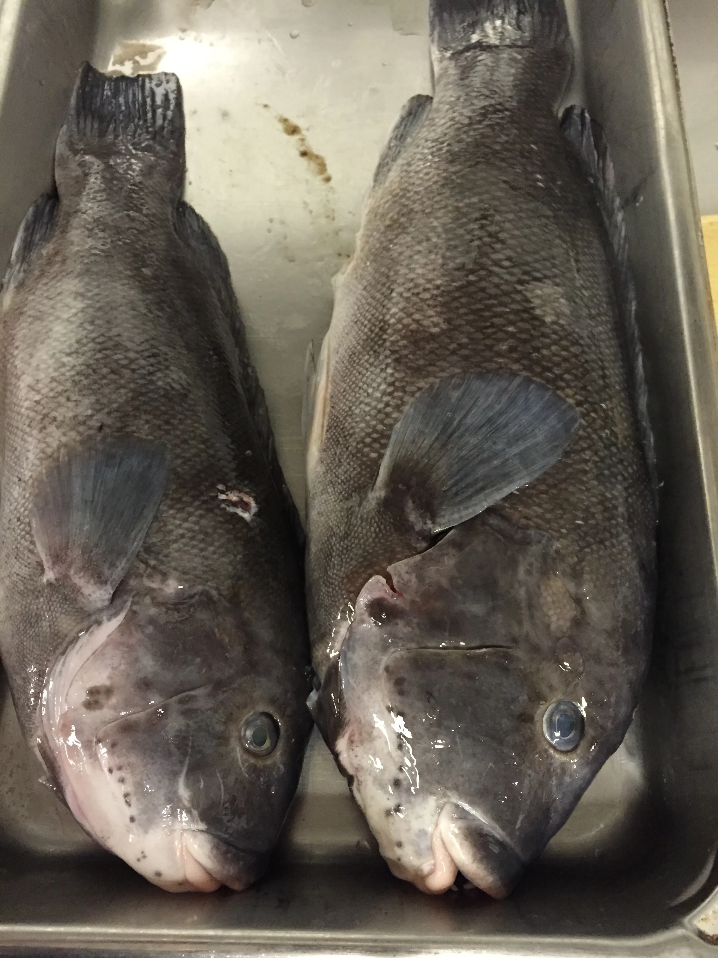 Tautog