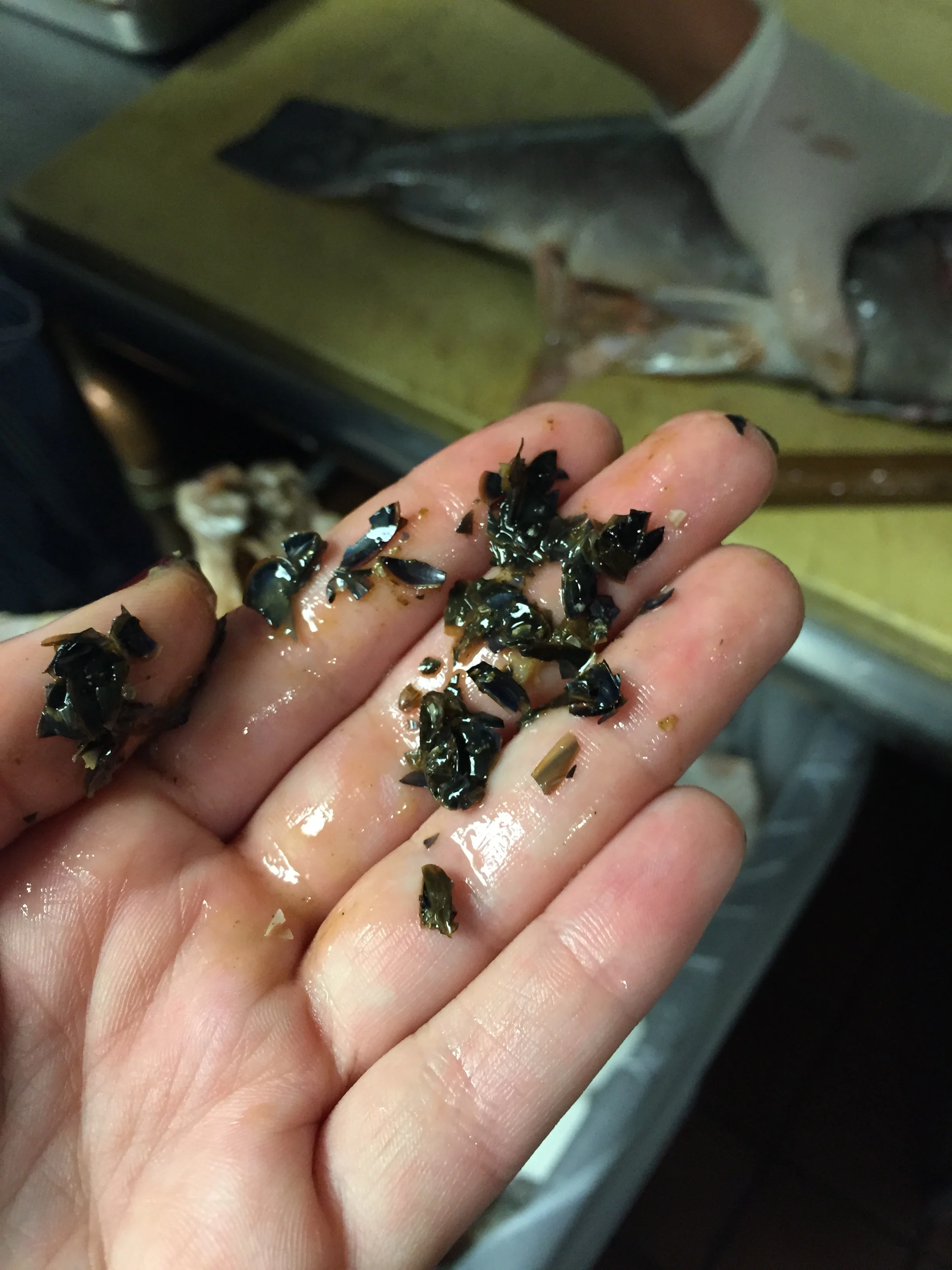 Tautog Stomach Contents