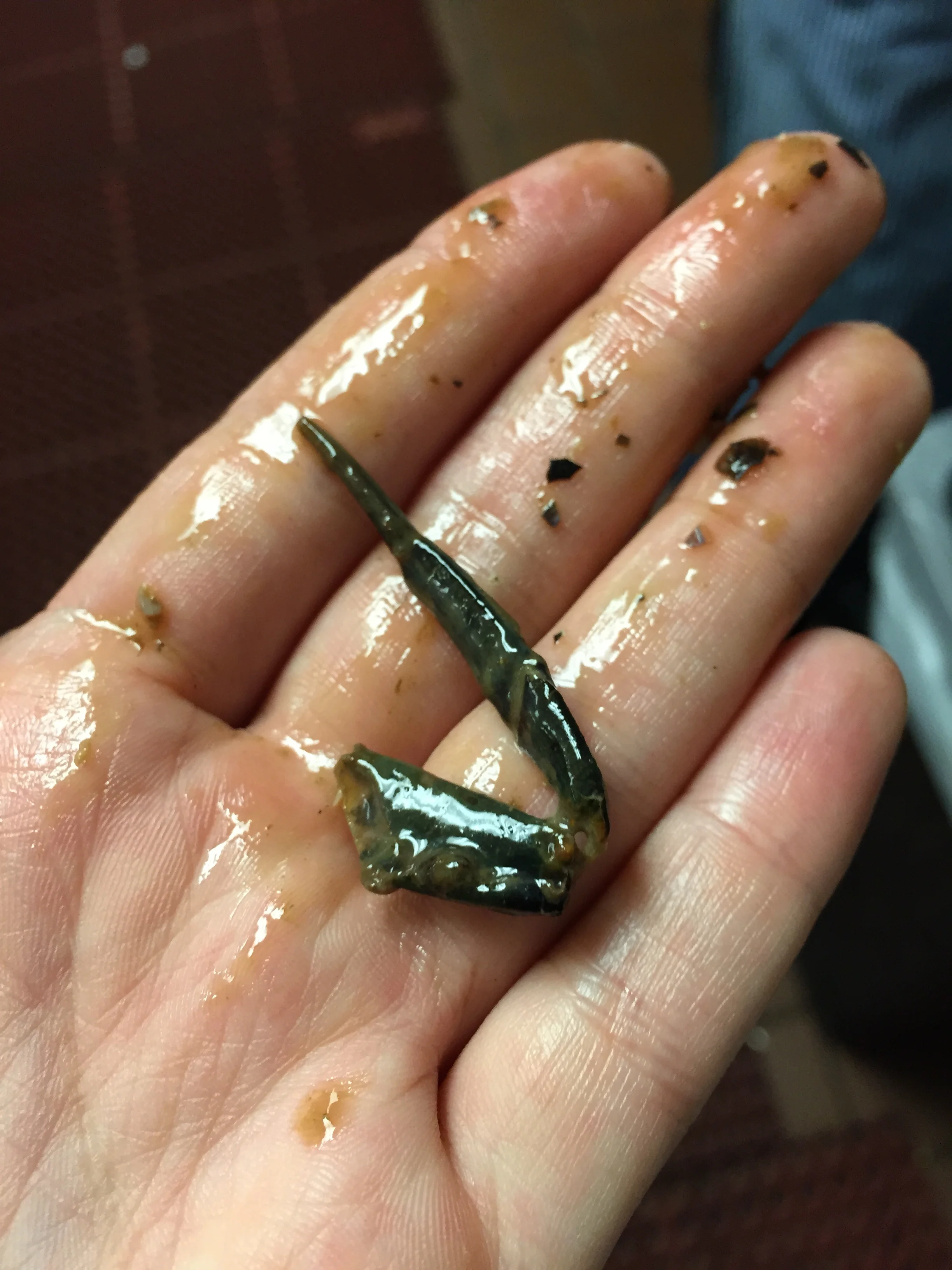 Tautog Stomach Contents