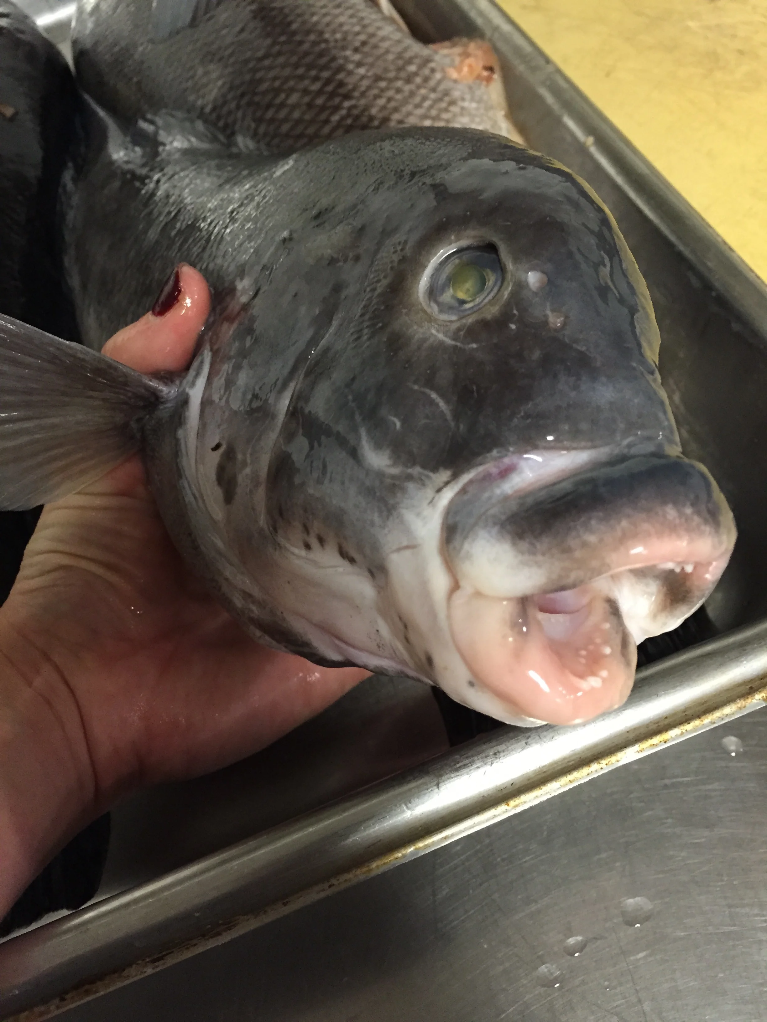 Tautog