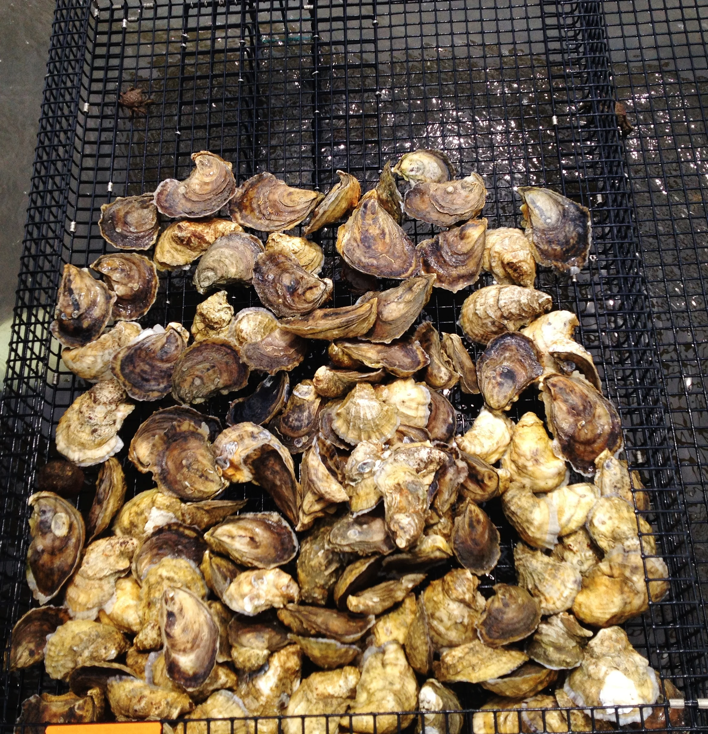 Wellfleet Oysters from Wash-A-Shore