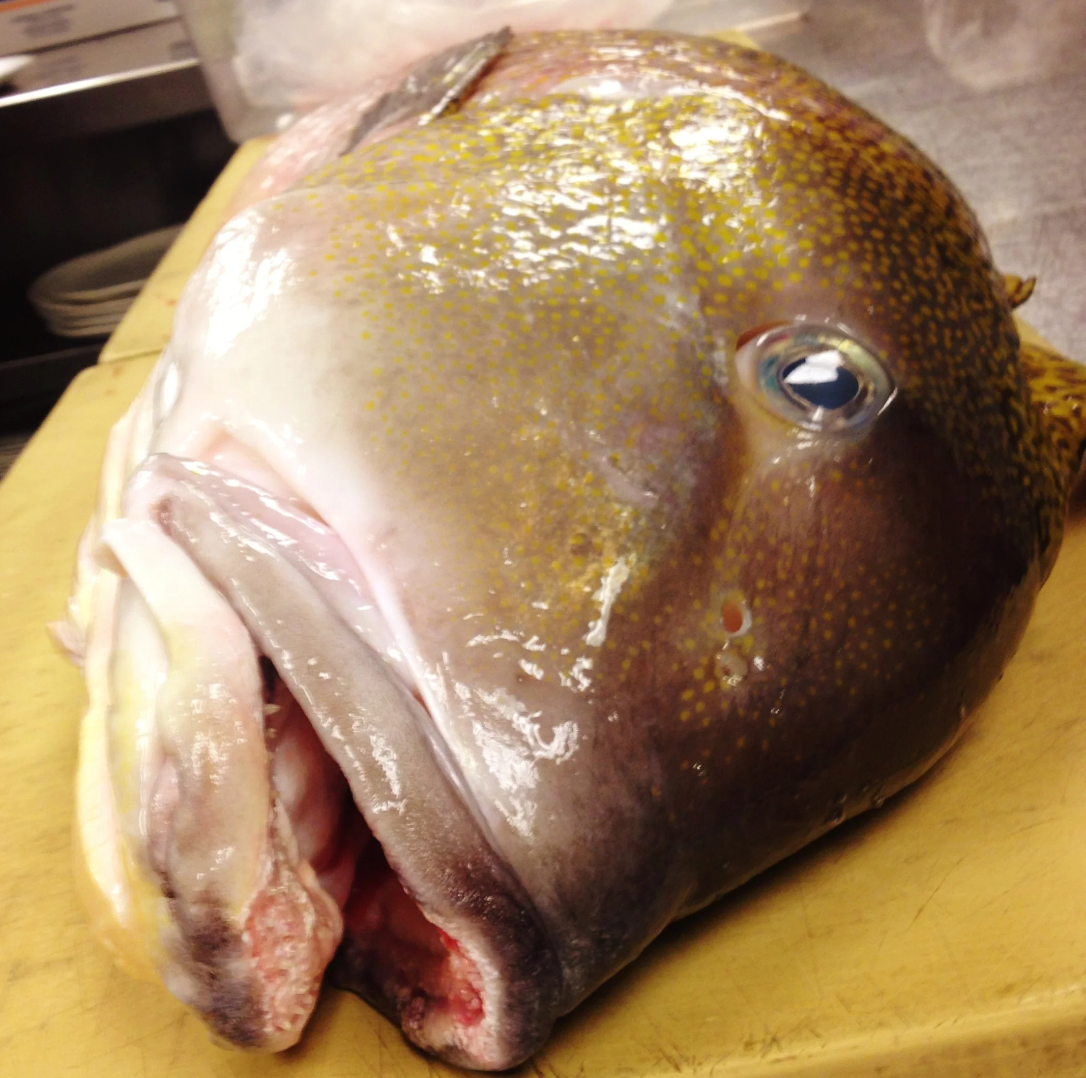 Tilefish