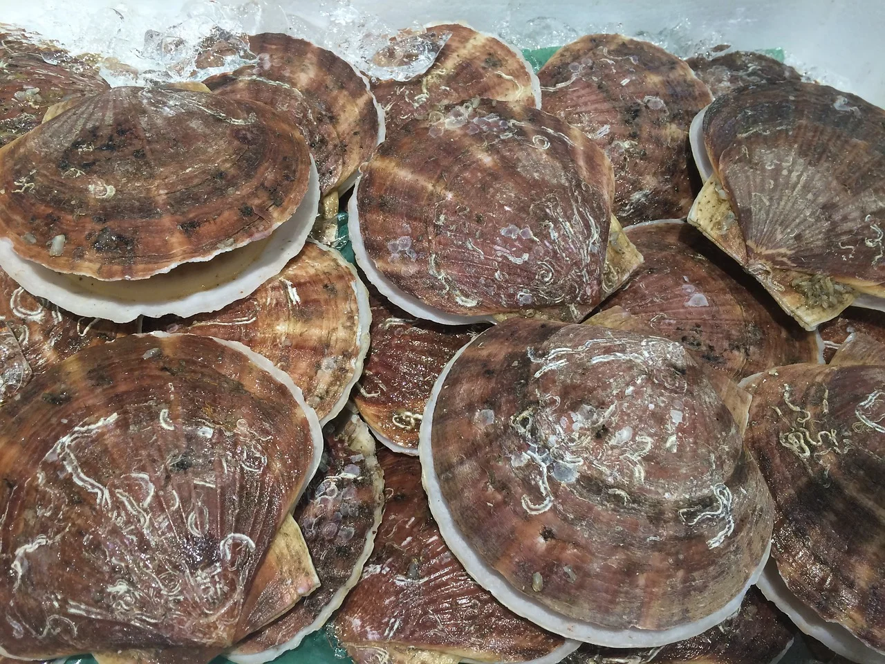 scallop-1663177_1280.jpg
