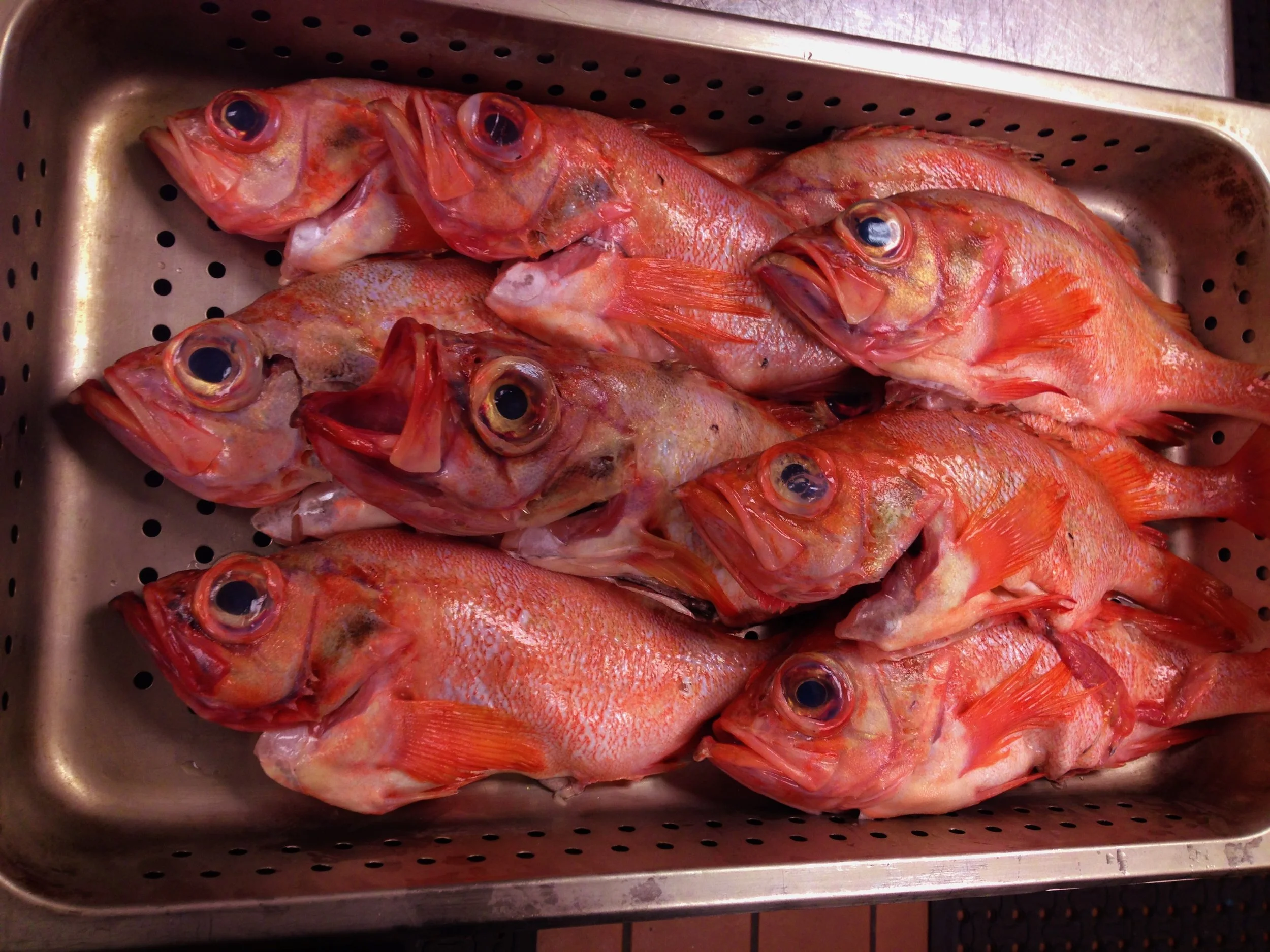 Acadian Redfish provided by Berkshore Seafood. Photo taken by A.Davis
