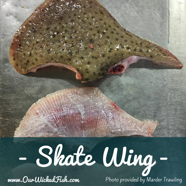 New England Fish In Season — Our Wicked Fish, Inc.