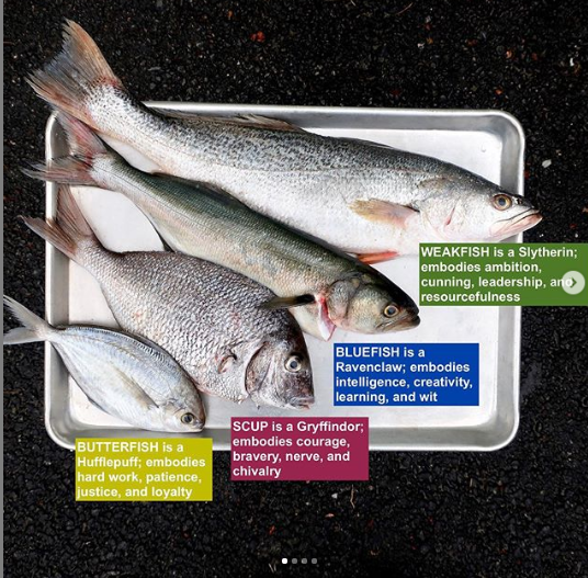 Fish S Type R Meat A Day of Local Seafood in Providence: Fearless Fish Market — Our Wicked ...