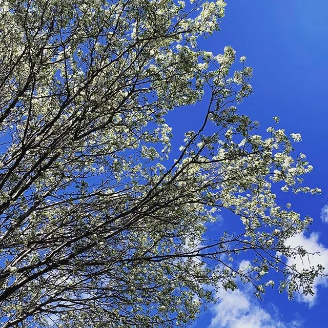 When the trees on your block finally bloom 💫