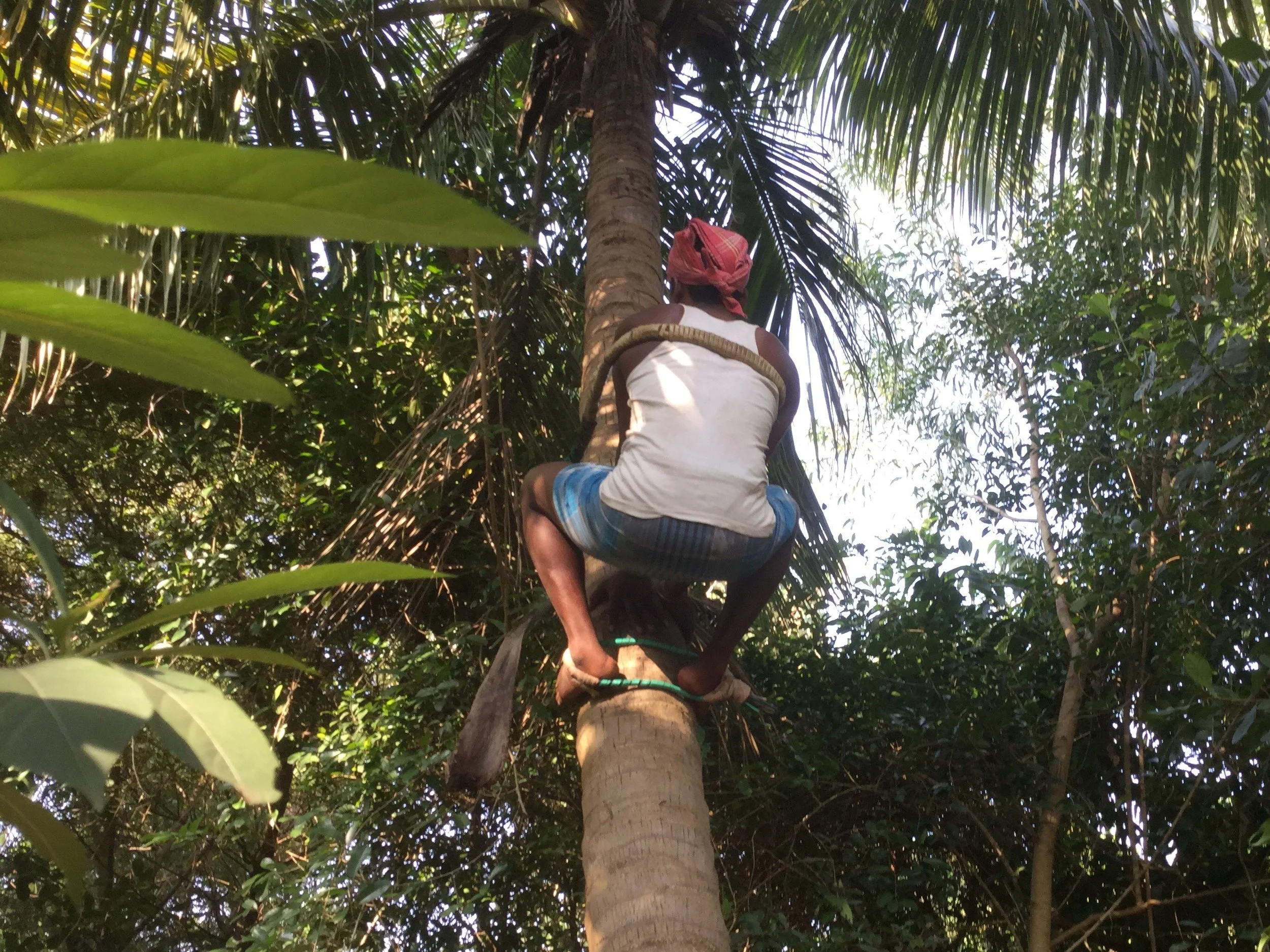 The feet push out into a loop, which is in tension and catches on the tree.