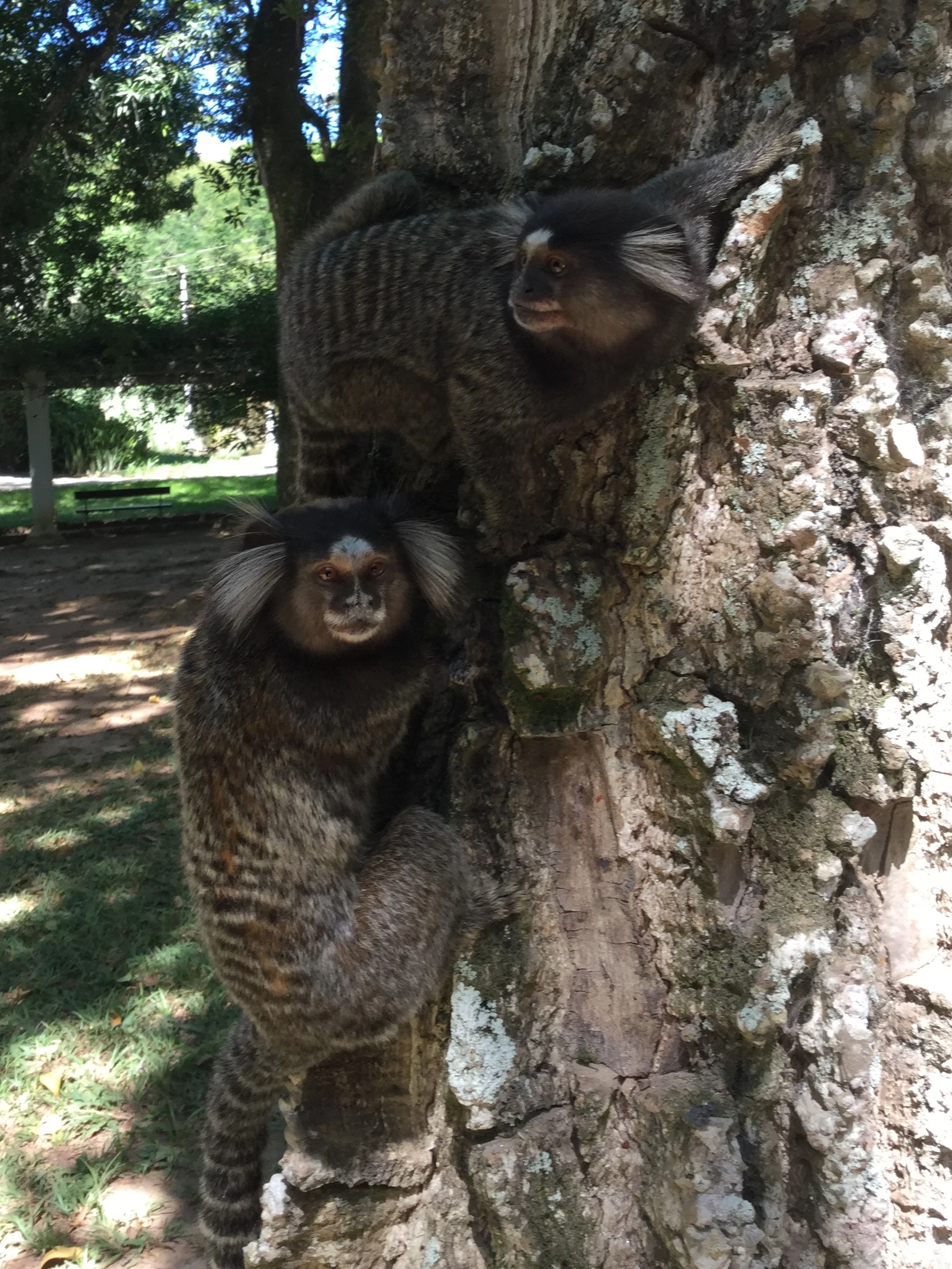 Cute little guys, n'est-ce pas?
