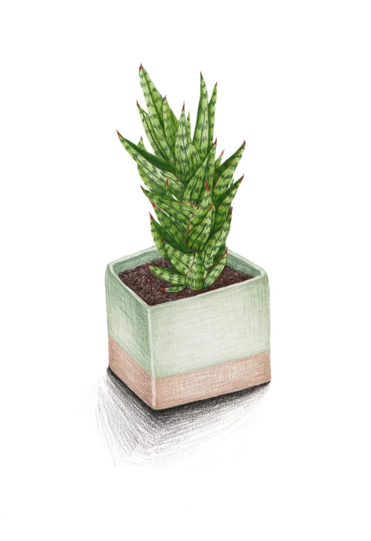 Sansevieria Francisii Print  Leanne Shunney Illustration