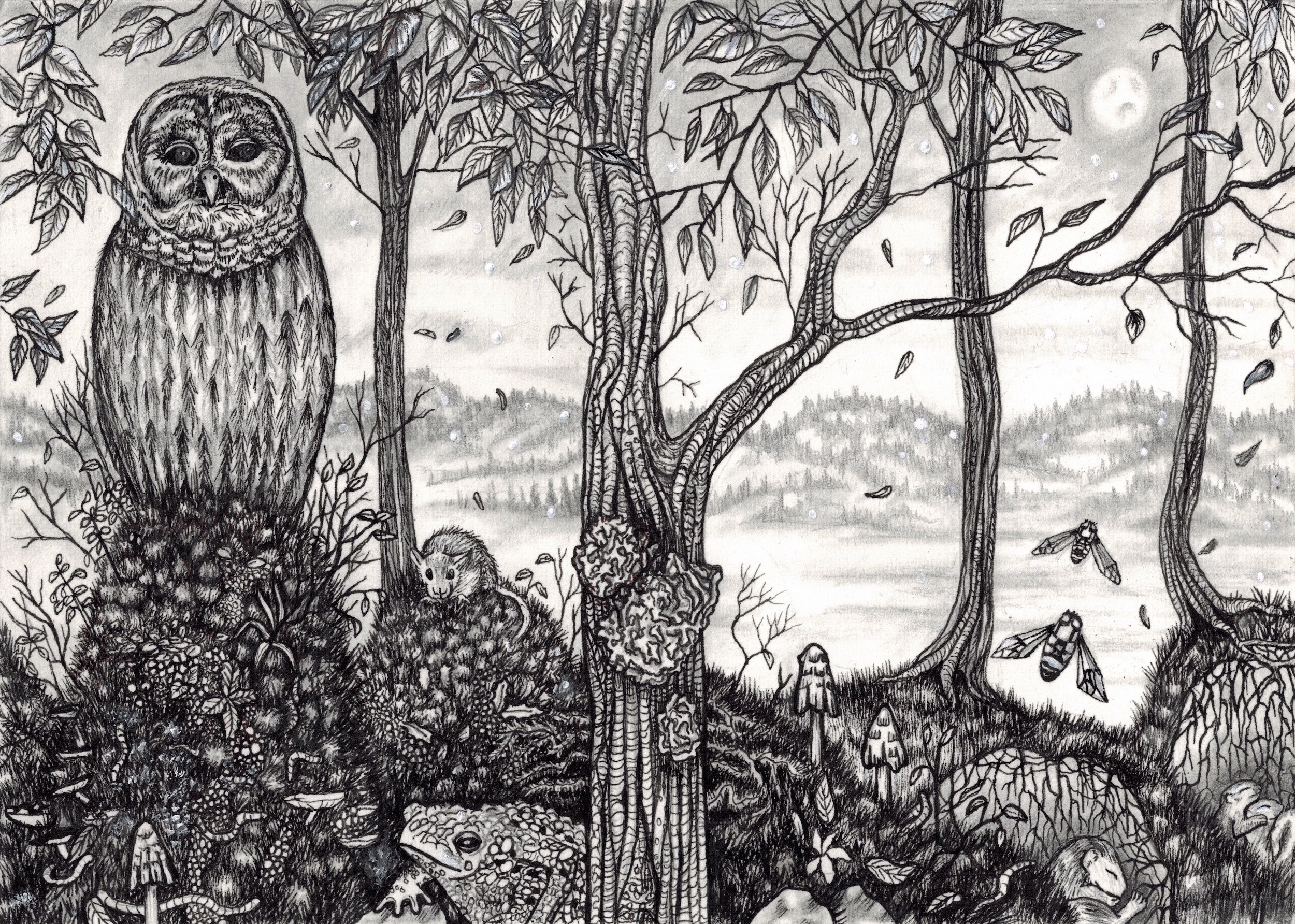   Terra Animalia No. 1  