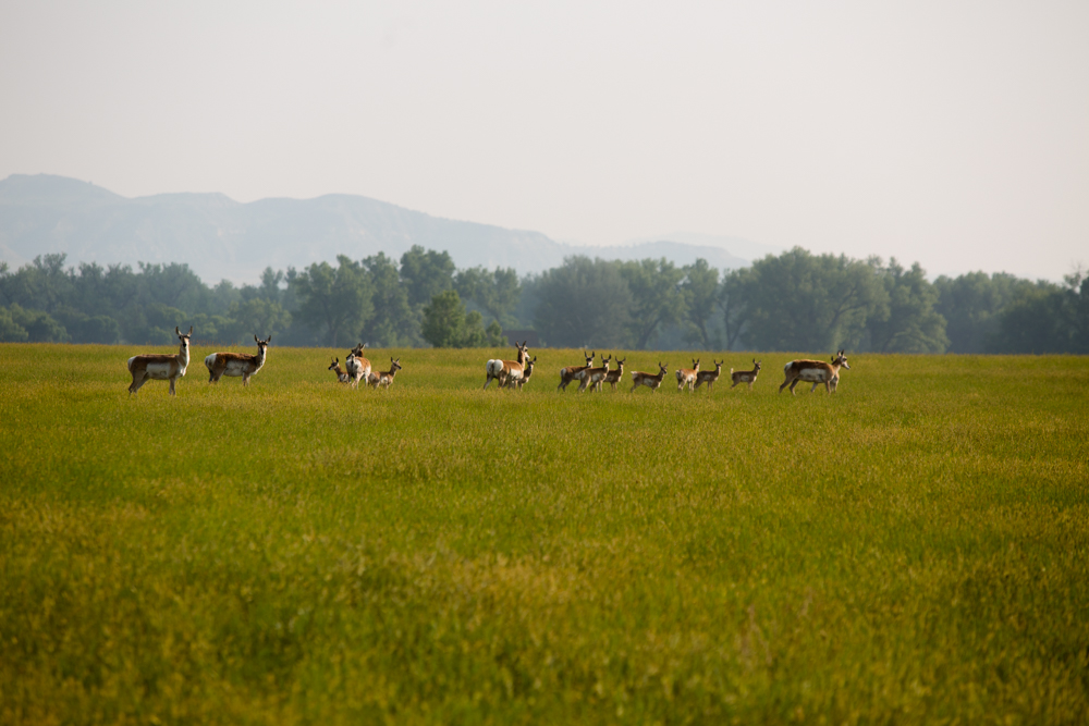 Springtime with Pronghorns