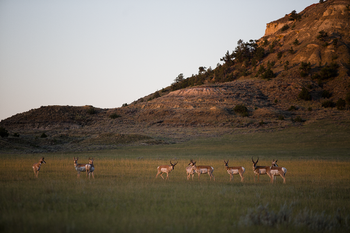 Pronghorn at Sunrise, Twin Heart Ranch 2015