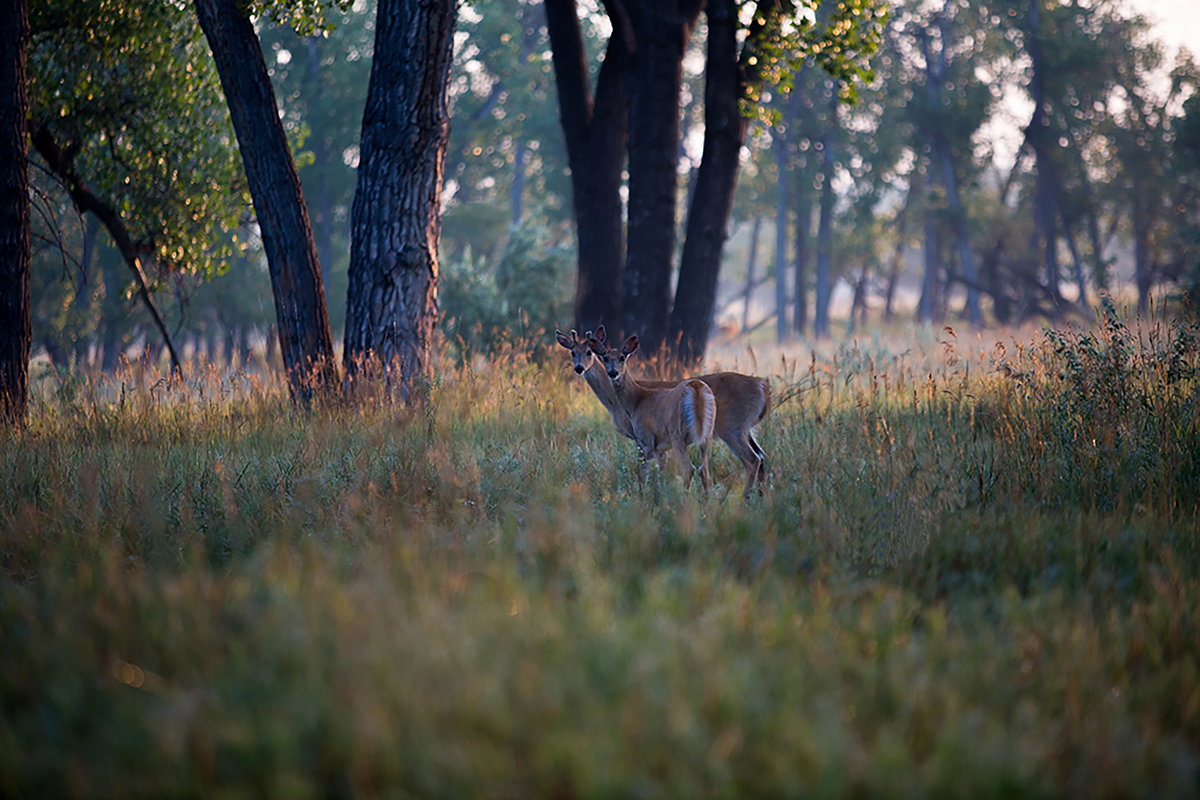 Twin deer, Twin Heart Ranch 2015