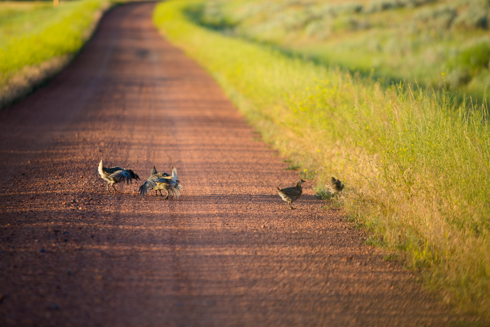 Grouse, Butte Creek Rd. Broadus, MT 2015