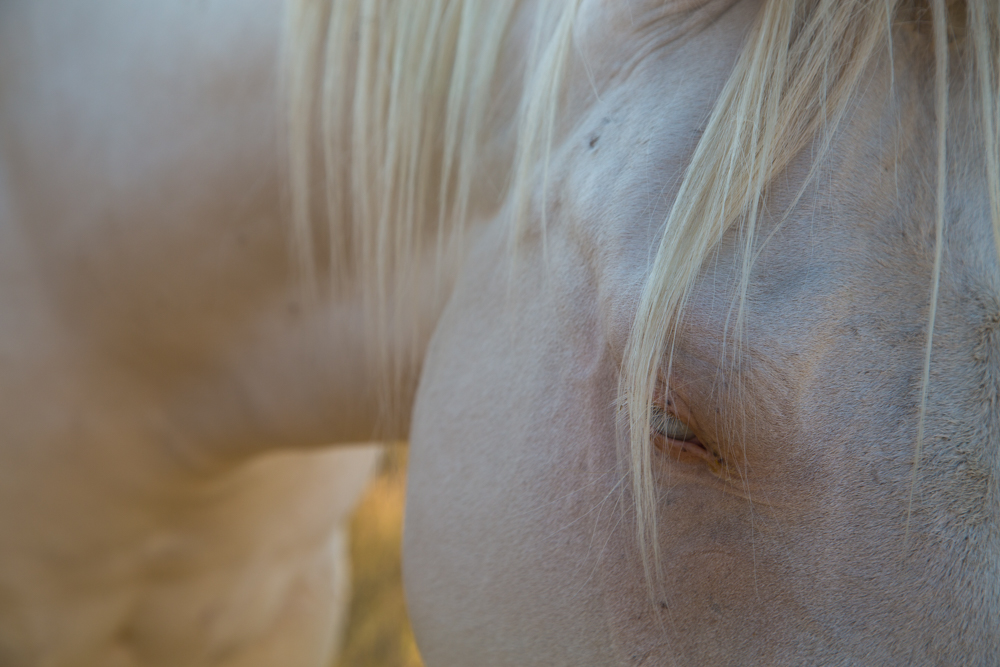Cremello Horse Twin Hearts Ranch, Broadus, MT 2015