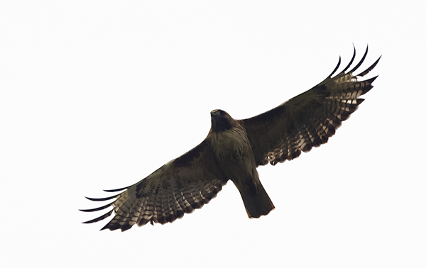 Red Tail Hawk flying above the Turret Buttes, Broadus, MT 2015