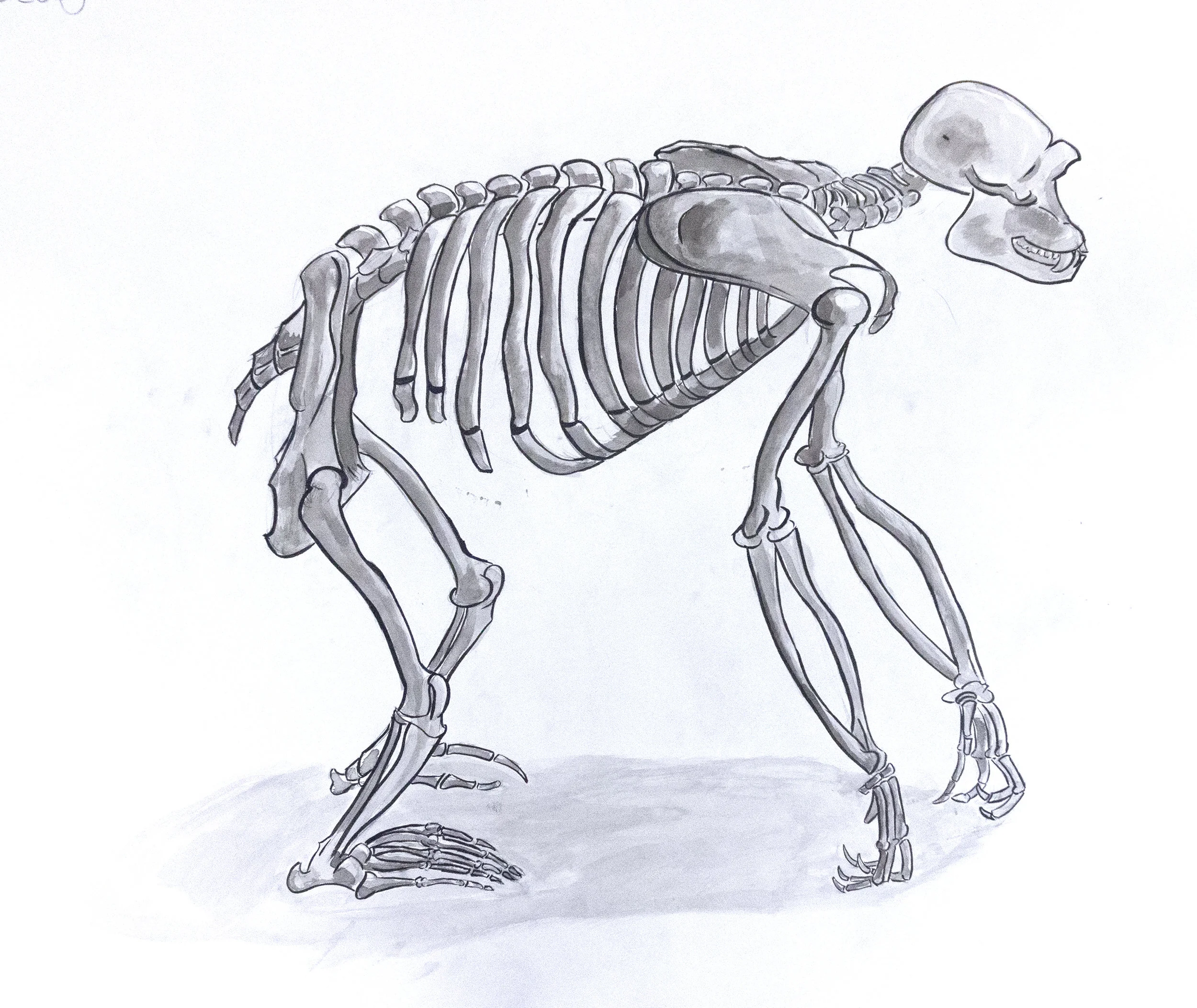 Gorrila-Skeleton-Ink.jpg