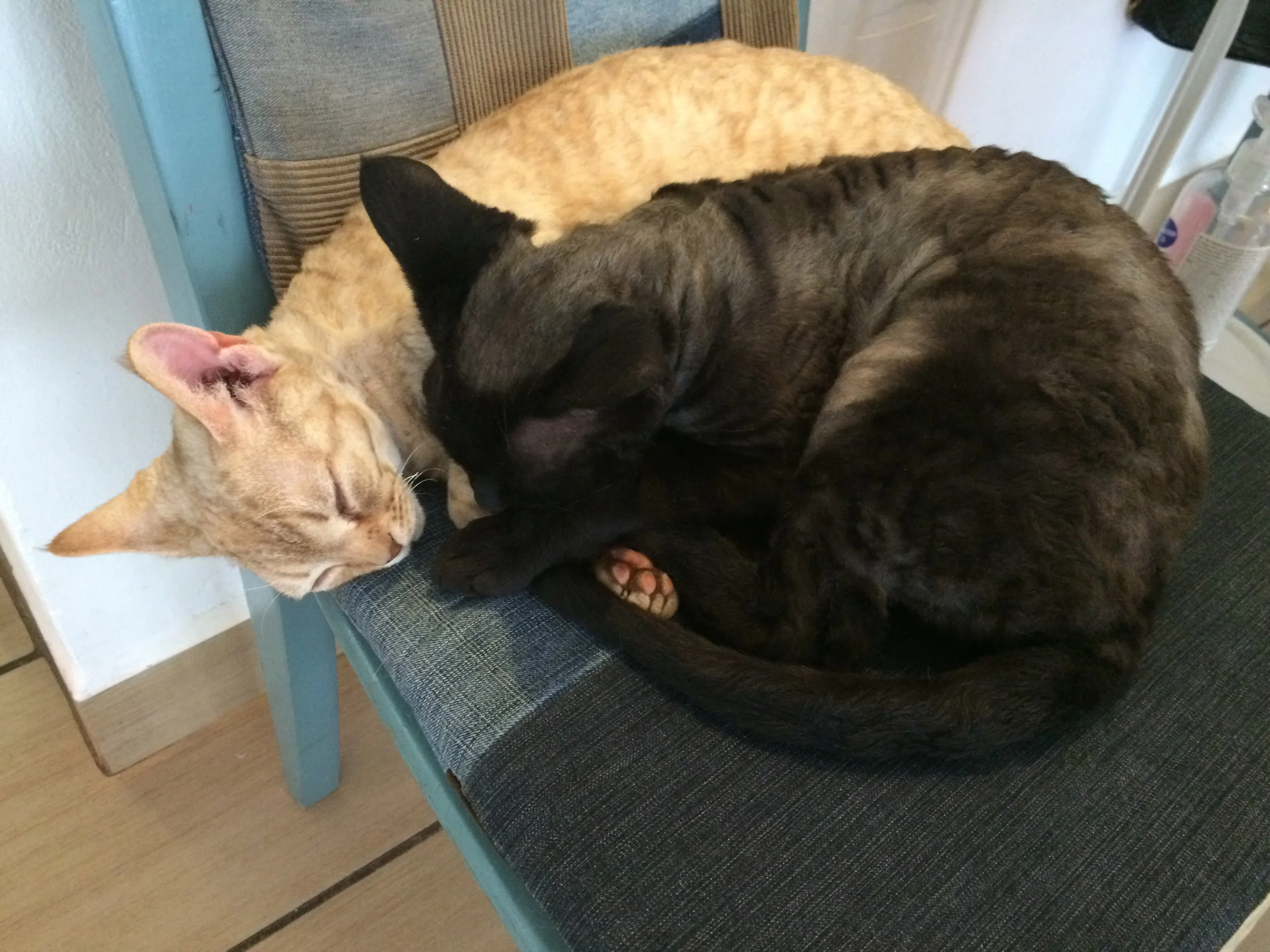 Rinka (light) & Nike (dark)
