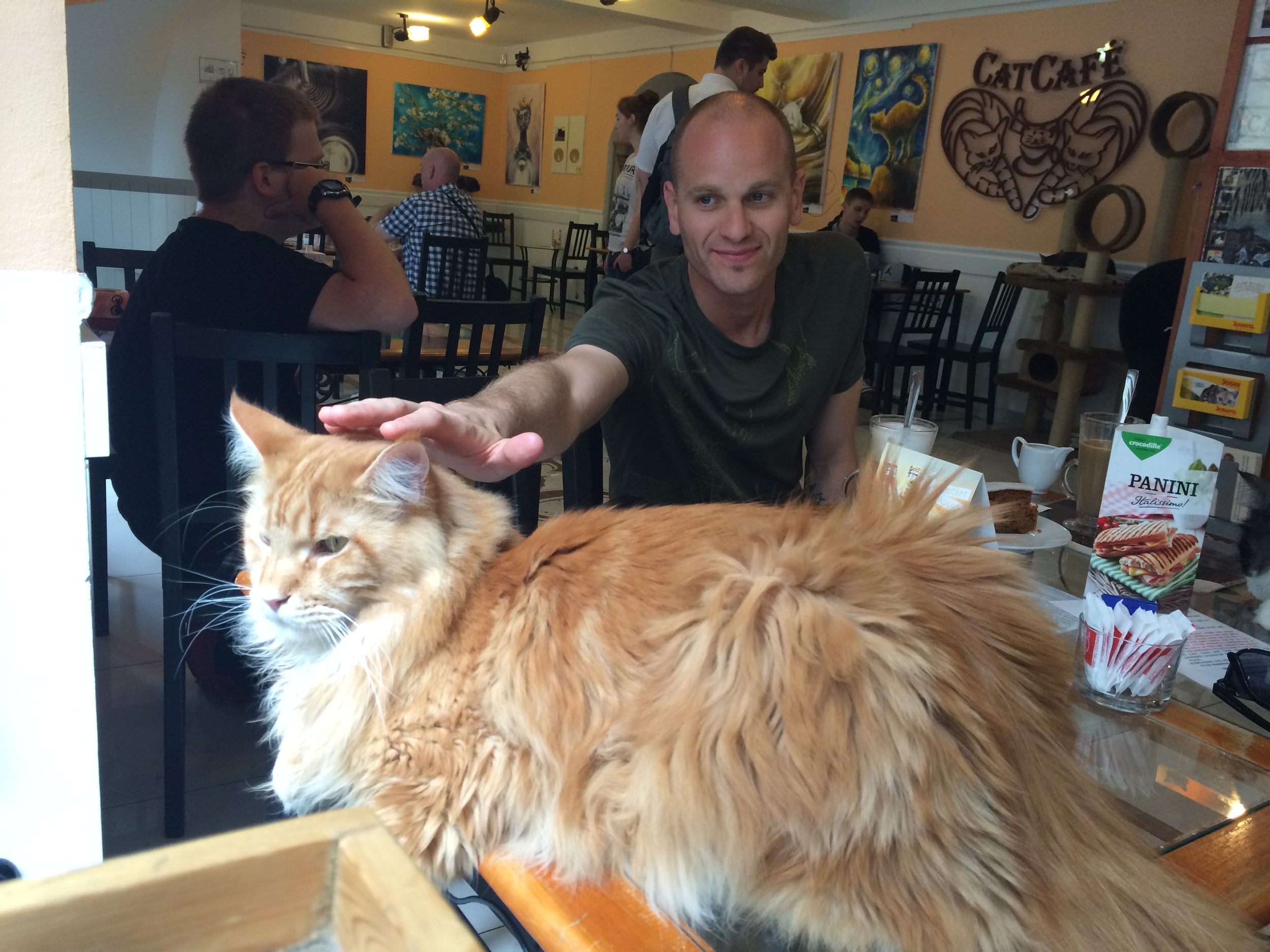 This is the biggest cat I've ever seen in person... and he high-fived me